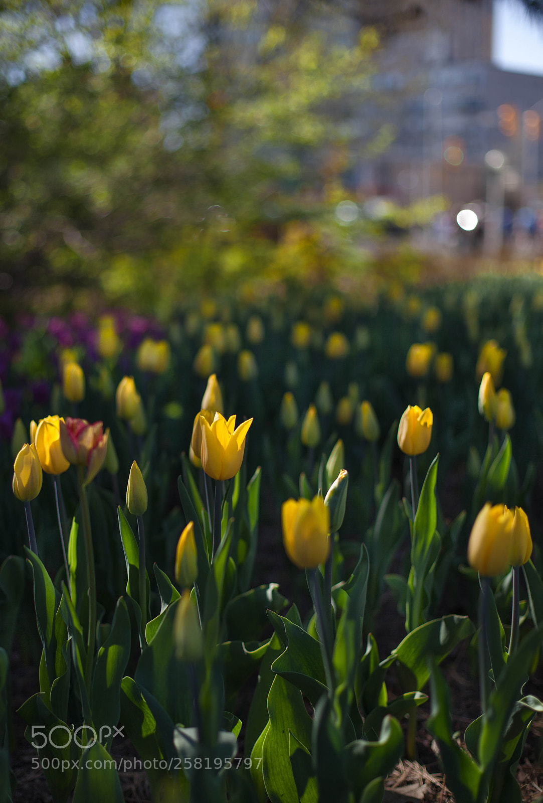 Canon EOS 5D Mark II sample photo. Ottawa tulip festival photography