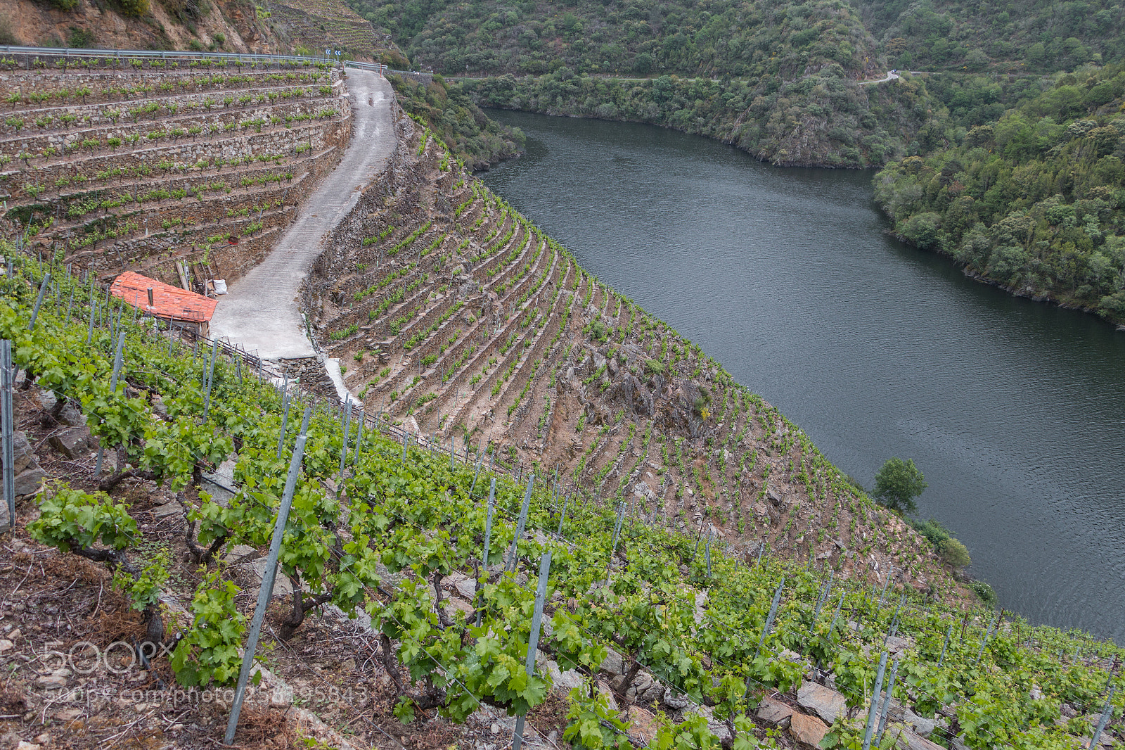 Canon EOS 70D sample photo. Ribeira sacra photography