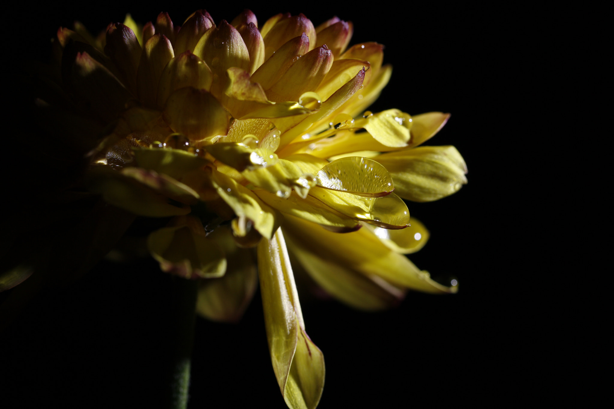 Canon EF 100mm F2.8L Macro IS USM sample photo. Yellow flower photography