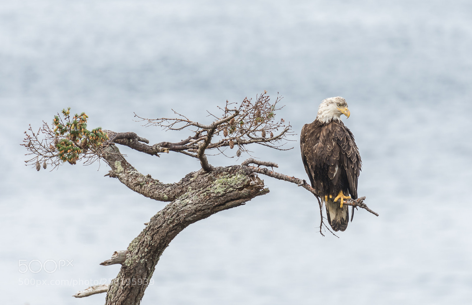 Nikon D7200 sample photo. Bald eagle photography