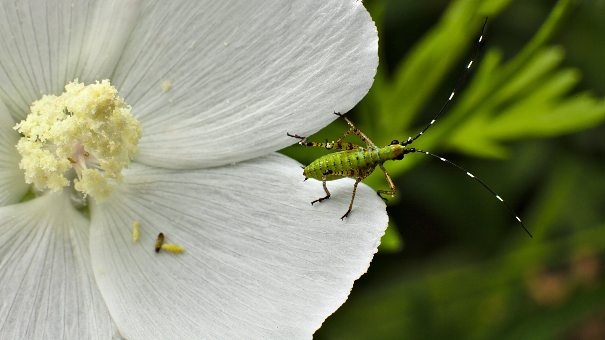 ZEISS Milvus 100mm F2 Macro sample photo. Katydid nymph photography