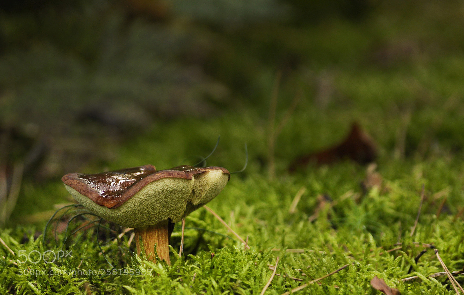 Nikon D90 sample photo. Mushroom photography