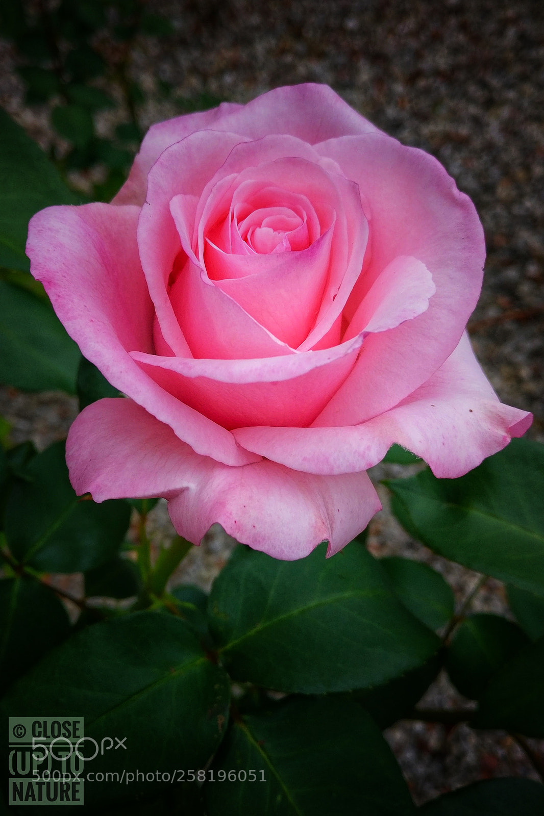 OnePlus A3003 sample photo. Rose photography
