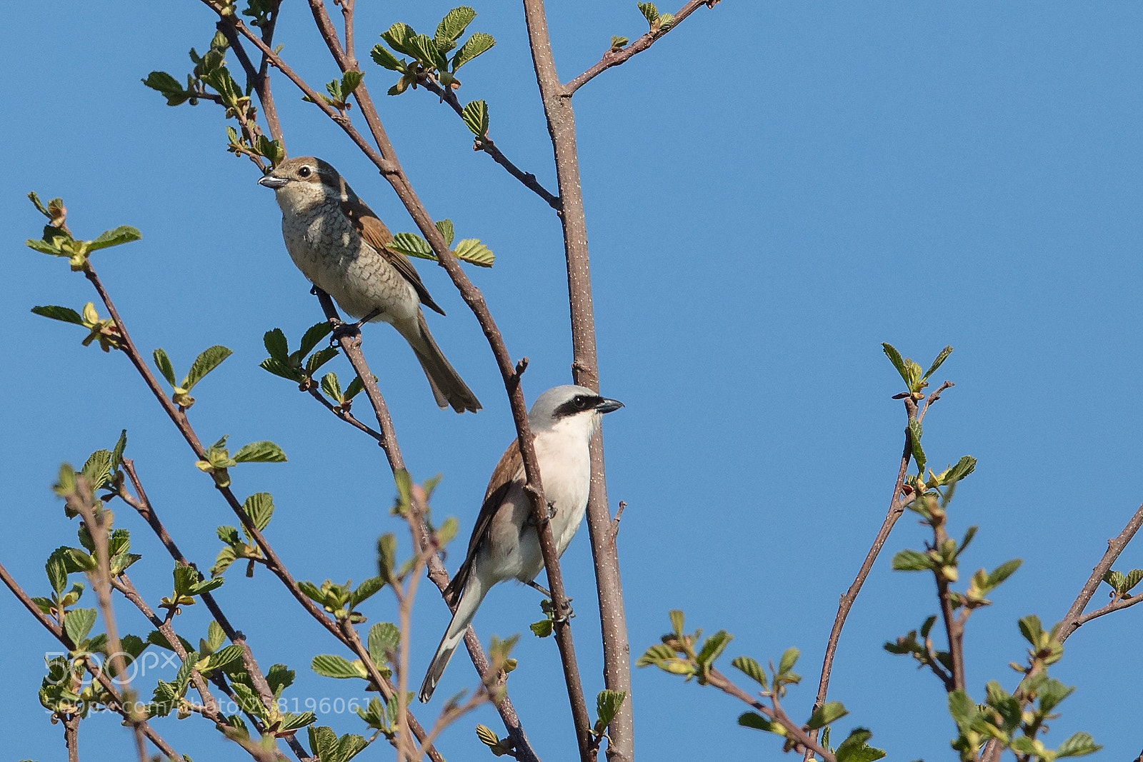 Canon EOS 5D Mark IV sample photo. Red backed shrike photography
