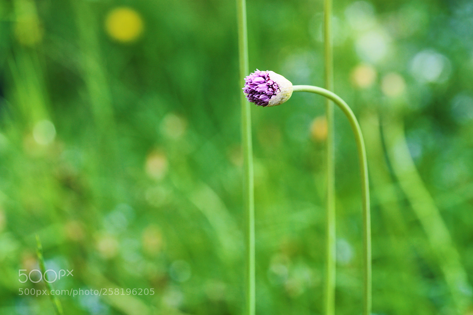Sony ILCA-77M2 sample photo. Leek photography