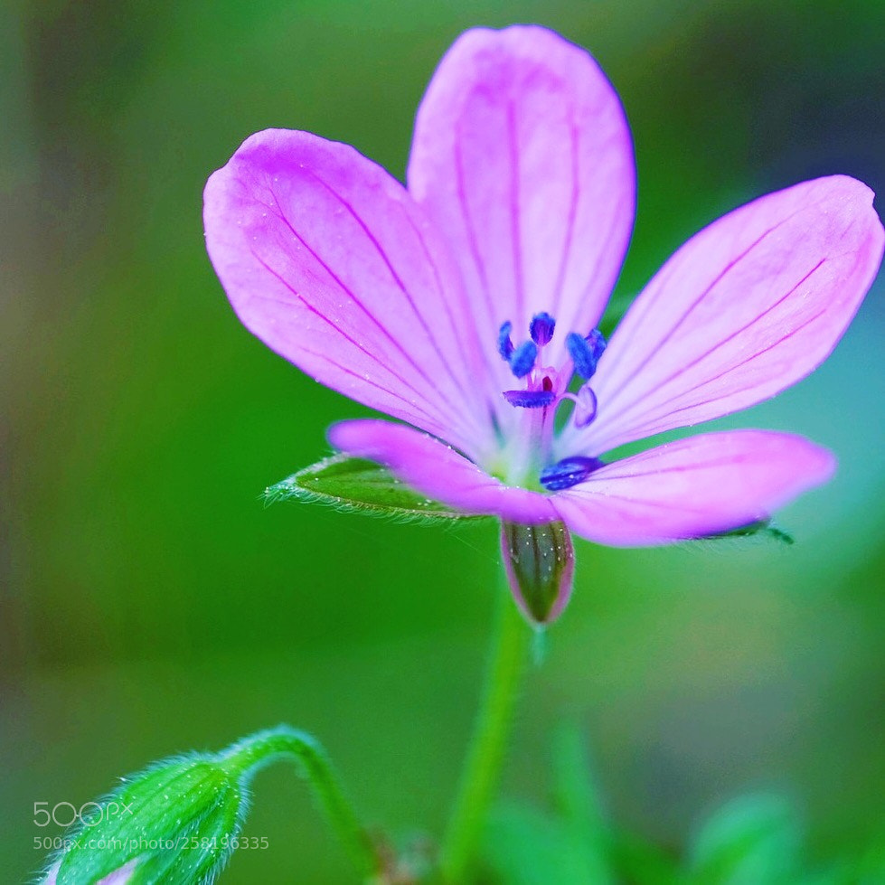 Fujifilm X-T20 sample photo. Untitled photography