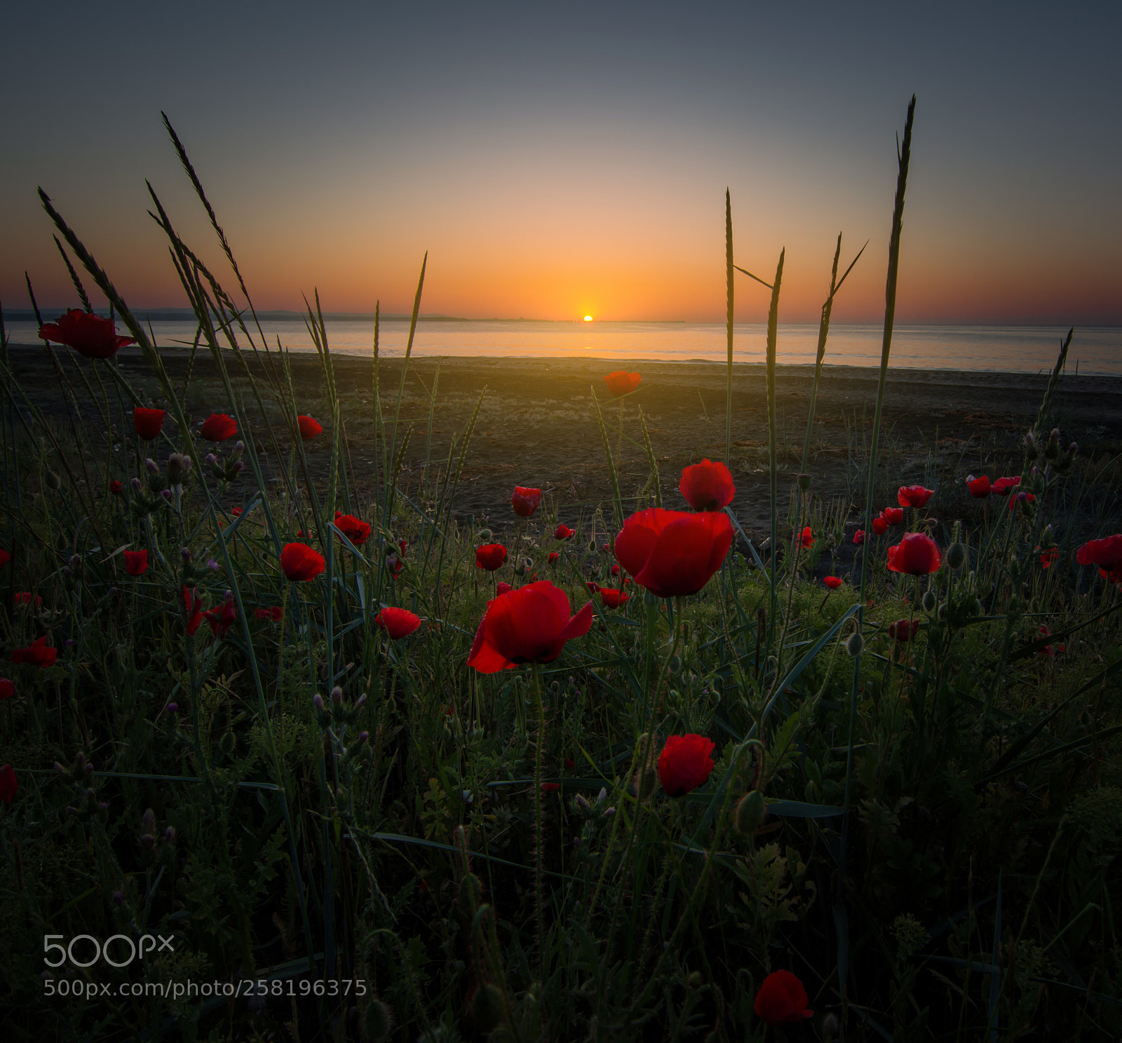 Nikon D7200 sample photo. Poppy sunrise photography