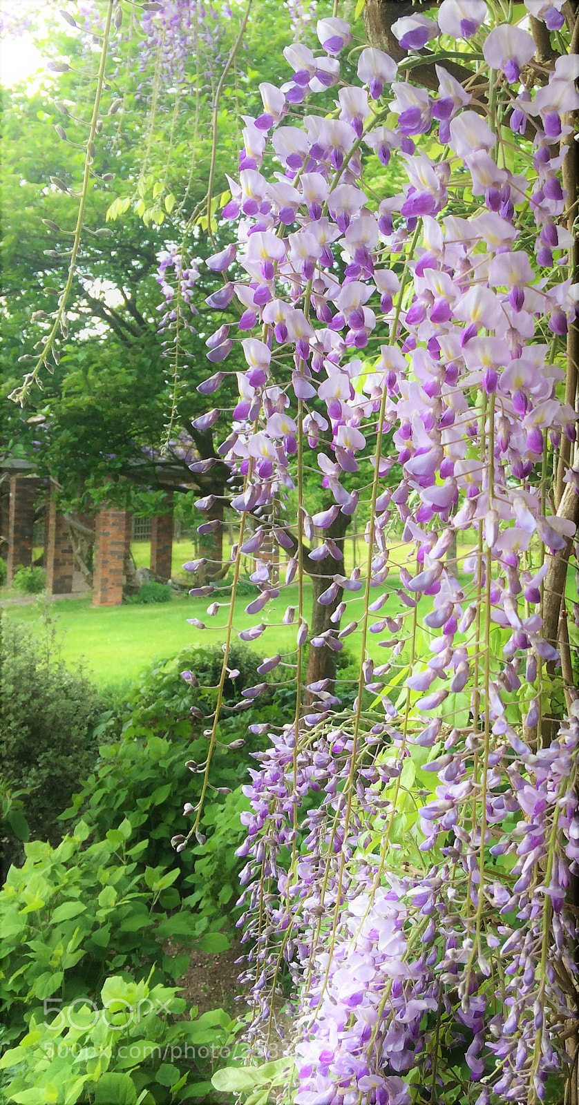 Apple iPhone 5s sample photo. Wisteria in springtime 3 photography
