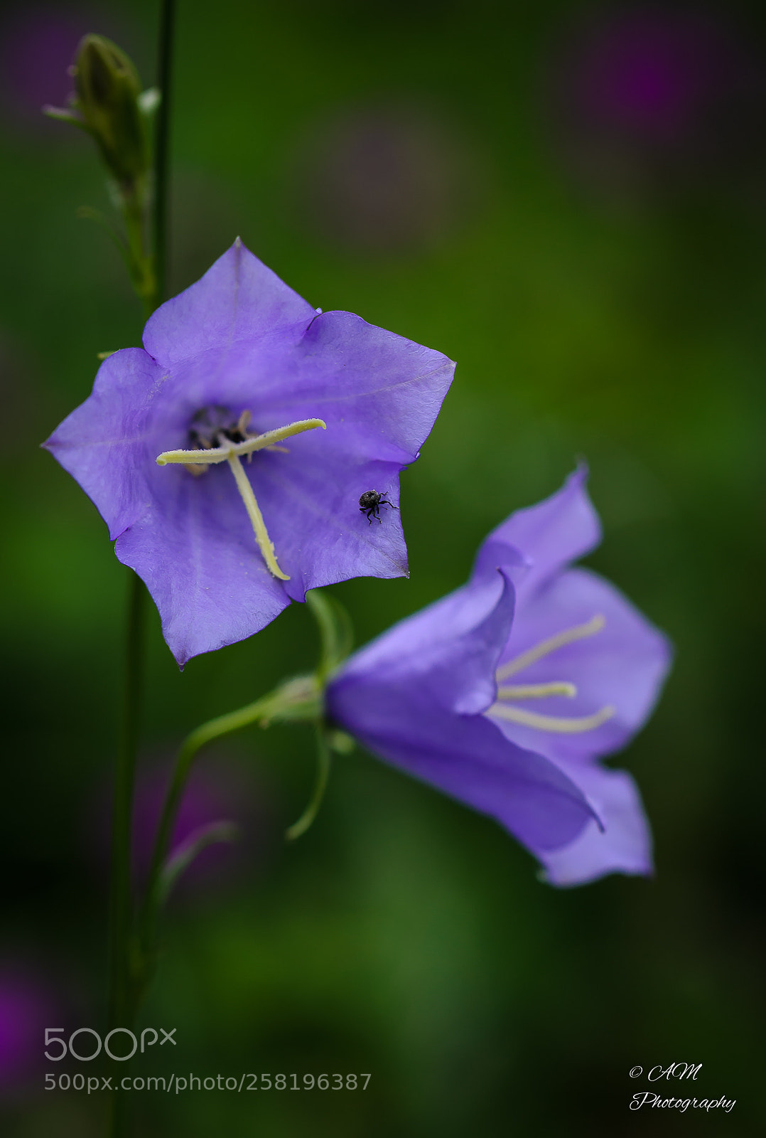 Nikon D5100 sample photo. Campanula carpatica 'blaue clips' photography