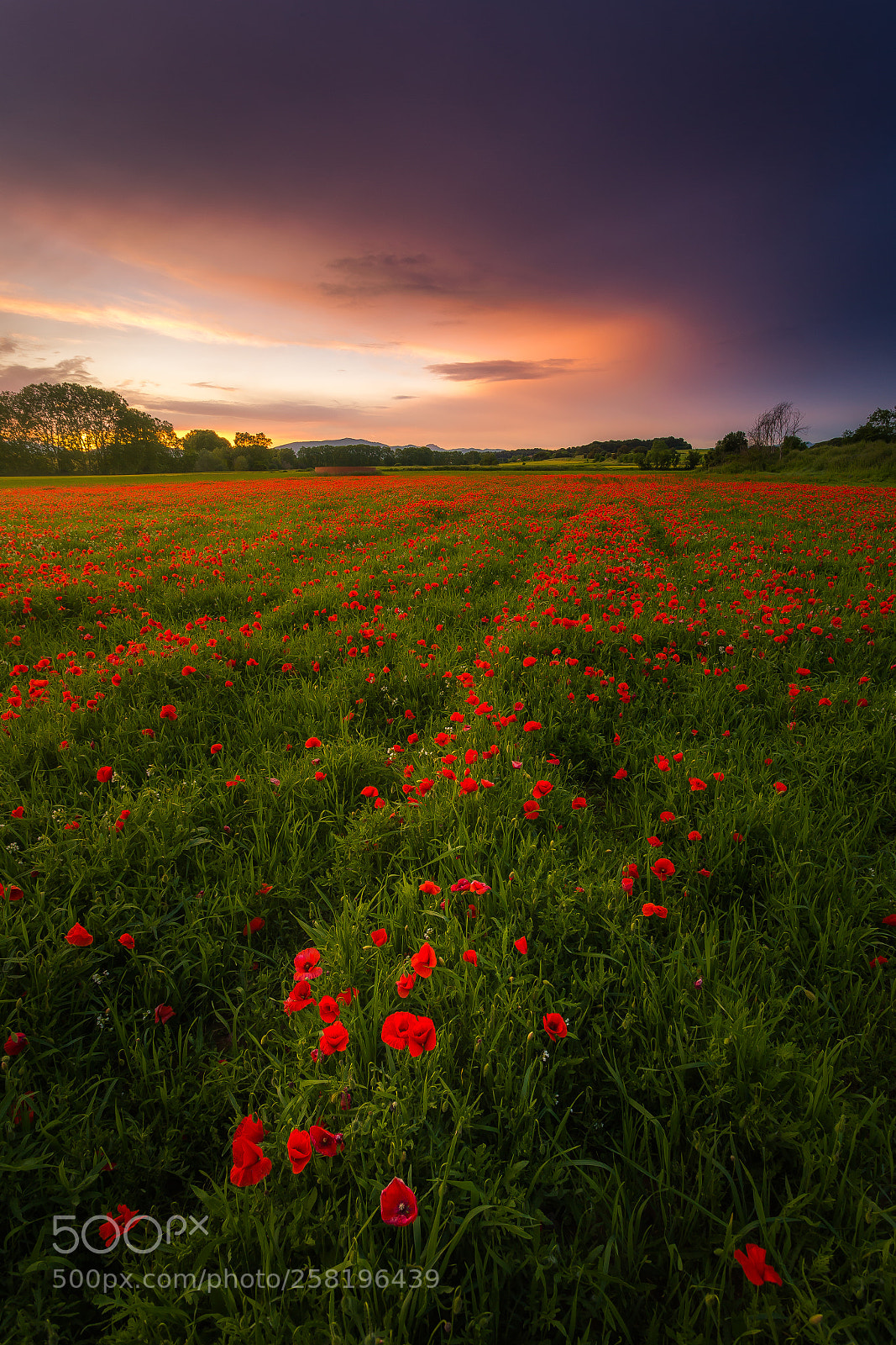 Canon EOS 6D sample photo. Sunset of poppies photography