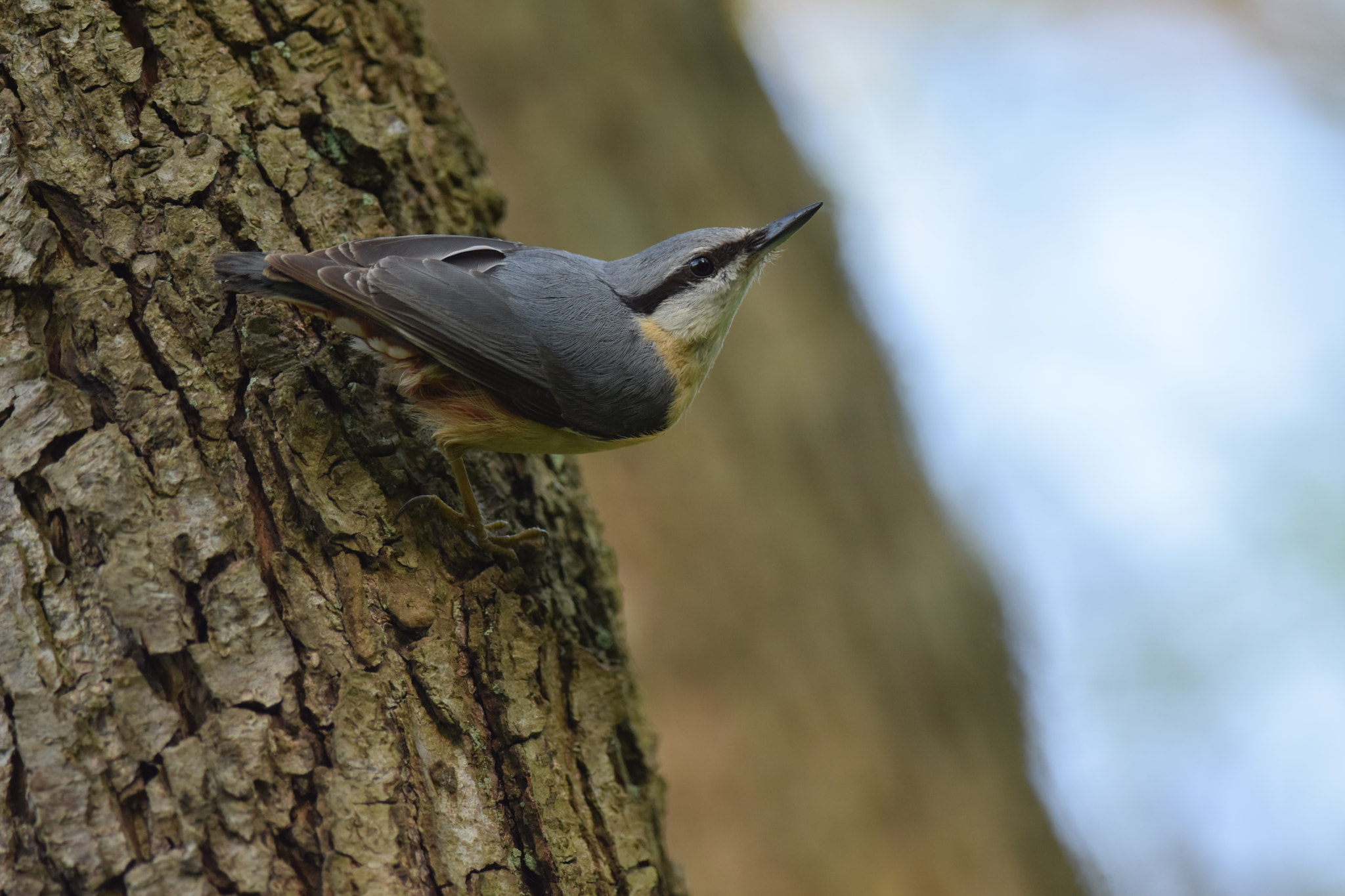 Nikon D5300 + Nikon AF-S Nikkor 300mm F4D ED-IF sample photo. Eurasian nuthatch. (sitta europaea) photography