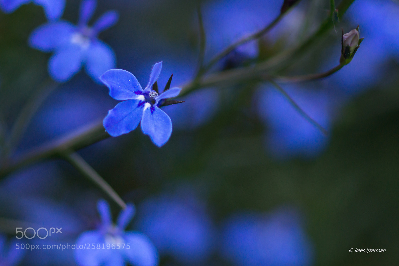 Sony SLT-A77 sample photo. Lobelia erinus. photography