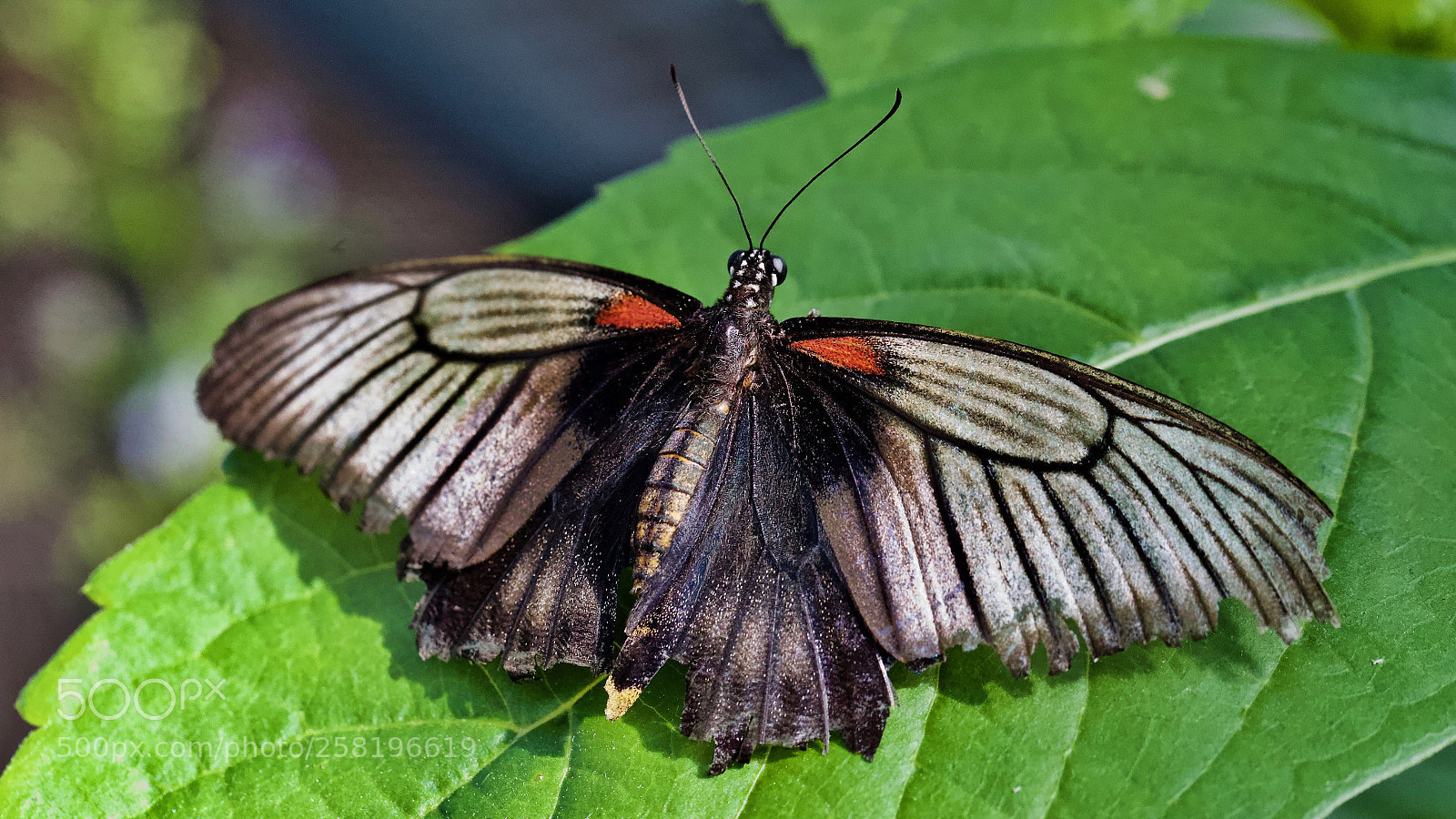 Canon EOS-1D X sample photo. Swallow... photography