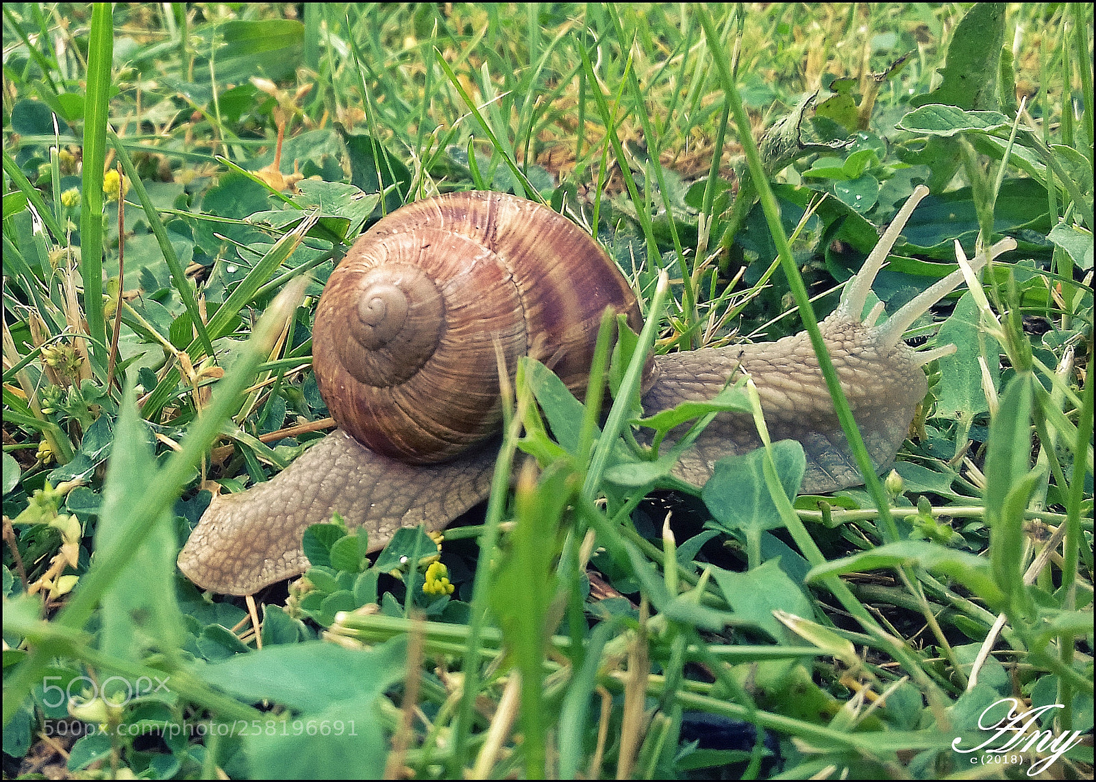 Samsung Galaxy J3(2016) sample photo. Csiga photography
