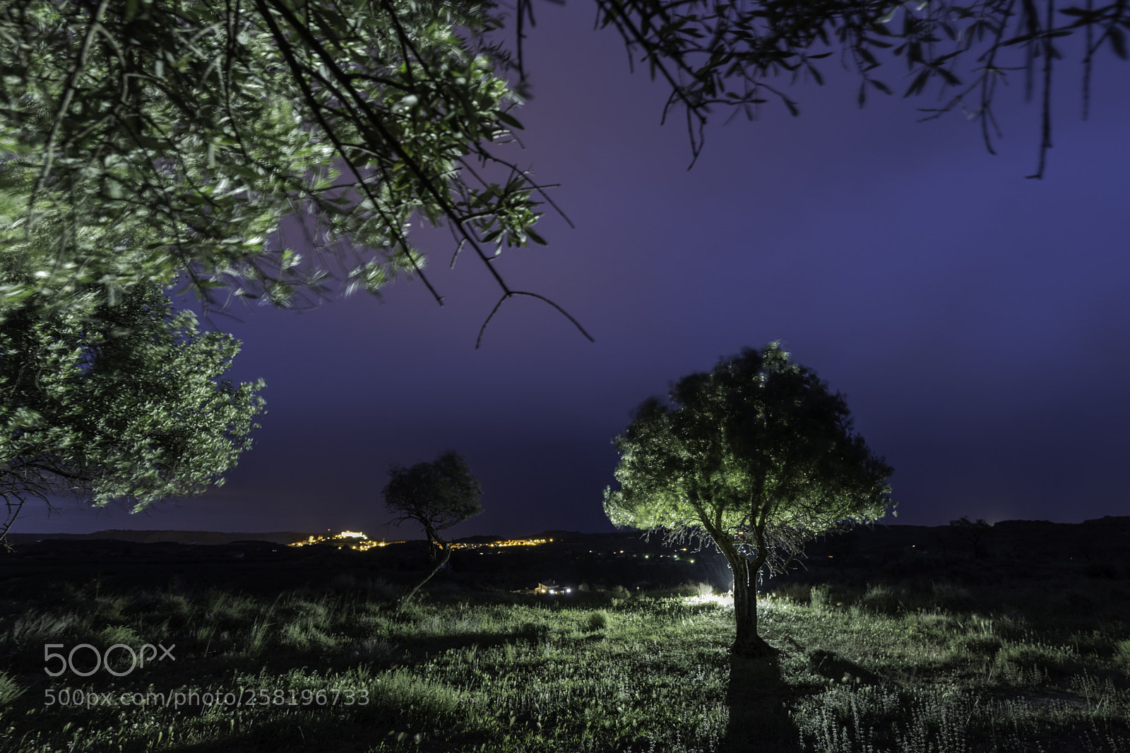 Nikon D750 sample photo. Olivo photography