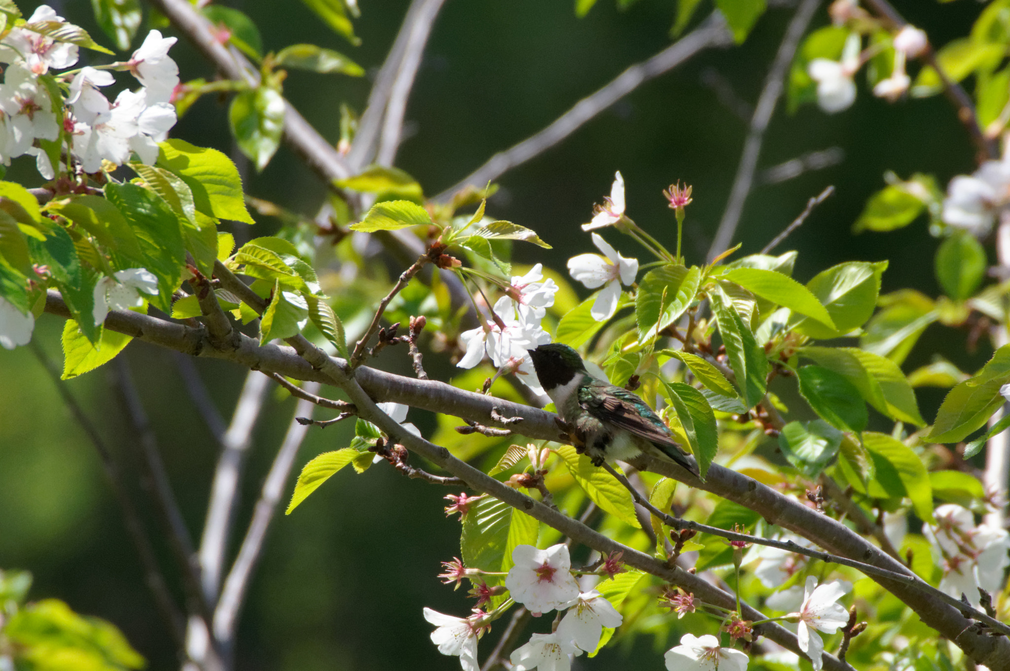 HD PENTAX-DA 55-300mm F4.5-6.3 ED PLM WR RE sample photo. Holding on for lunch photography