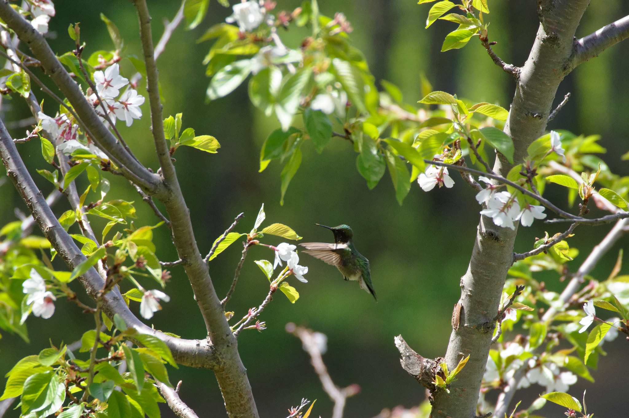 Pentax KP sample photo. Pollen beak photography