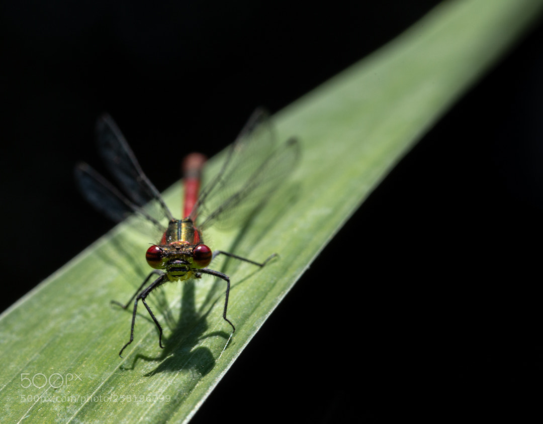 Canon EOS 6D sample photo. Strike a pose photography
