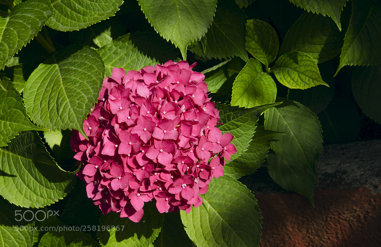 Nikon D7000 sample photo. Hydrangea photography