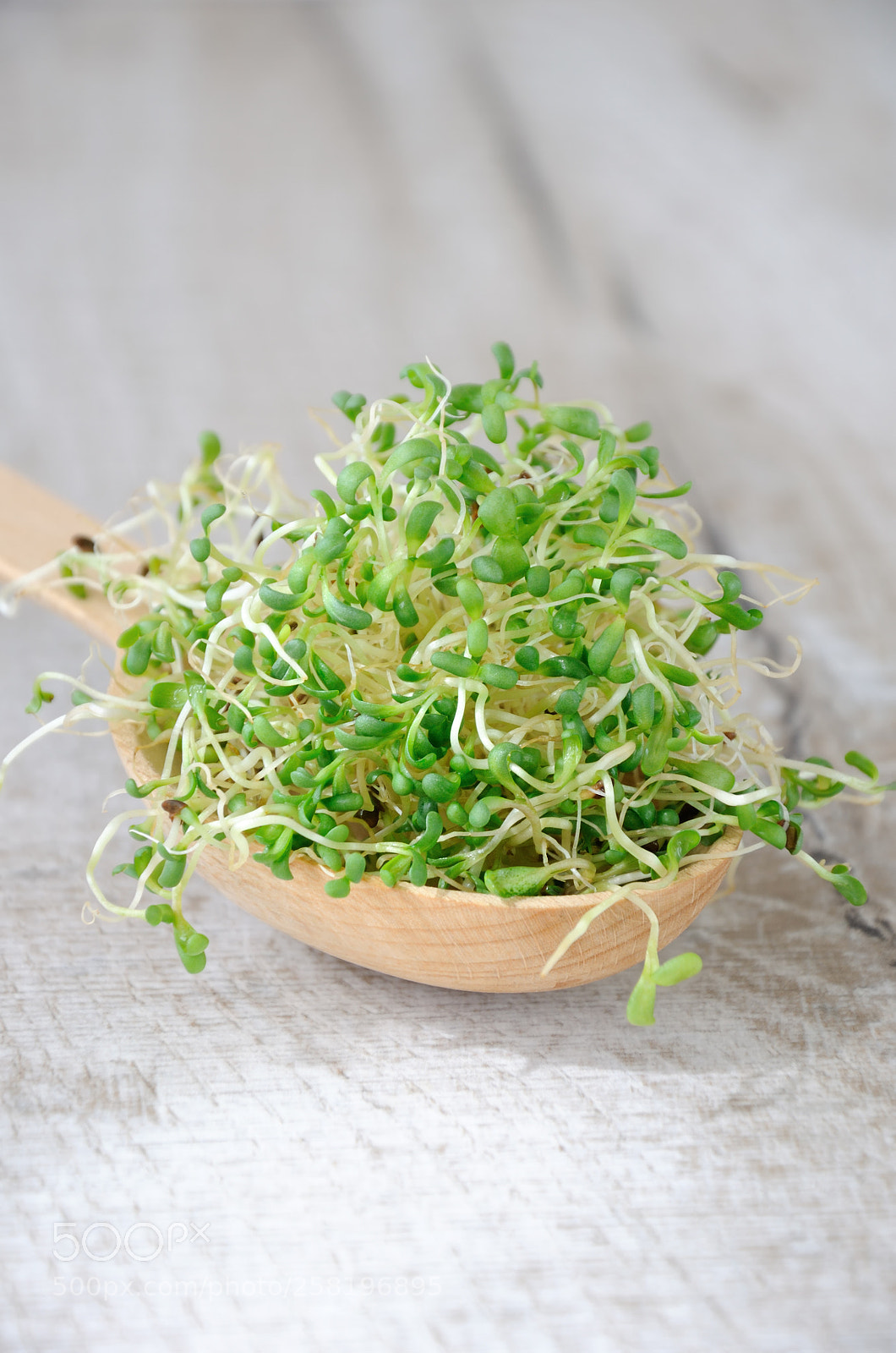 Nikon D90 sample photo. Sprouted alfalfa sprouts photography