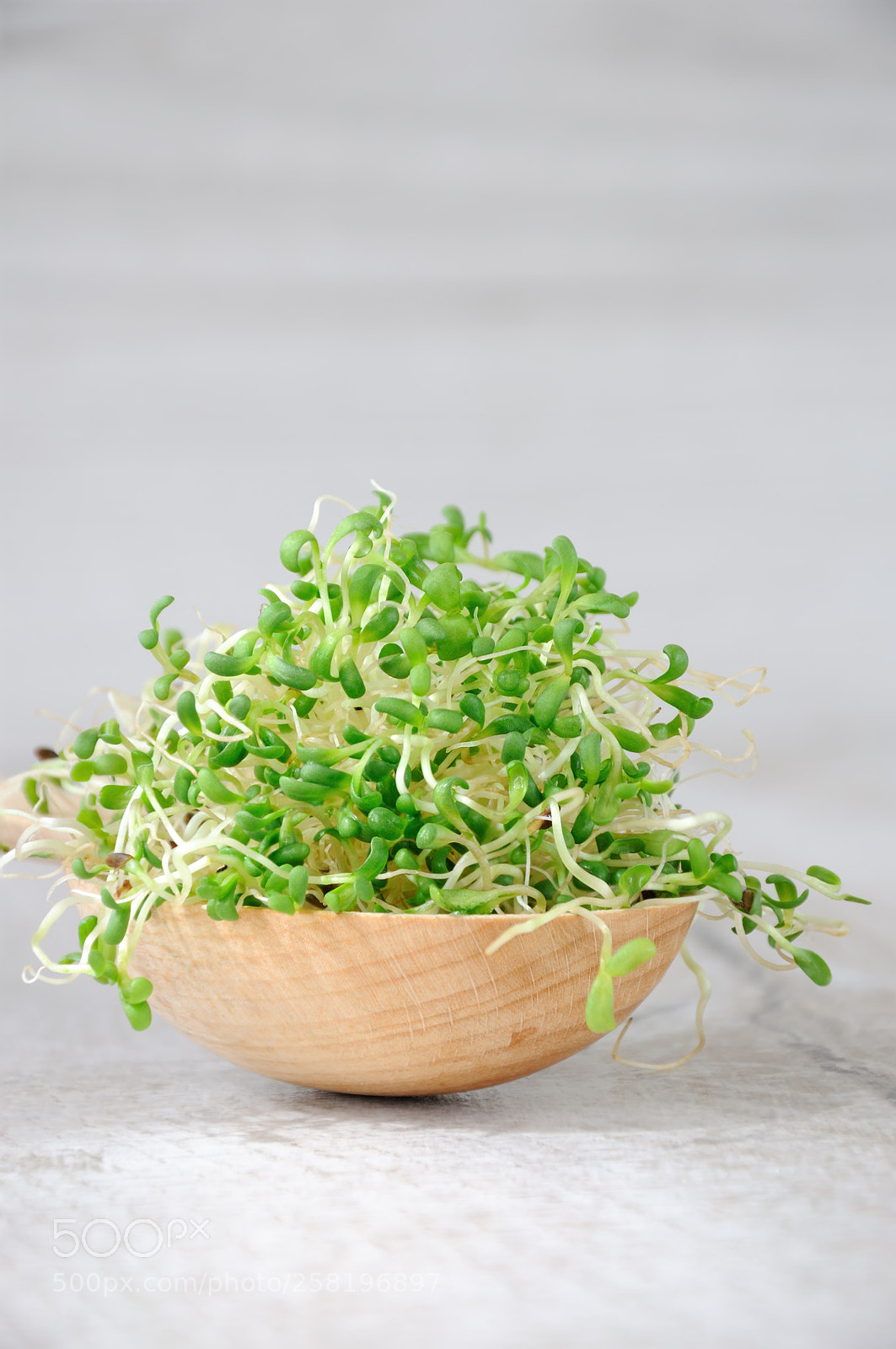 Nikon D90 sample photo. Sprouted alfalfa sprouts photography