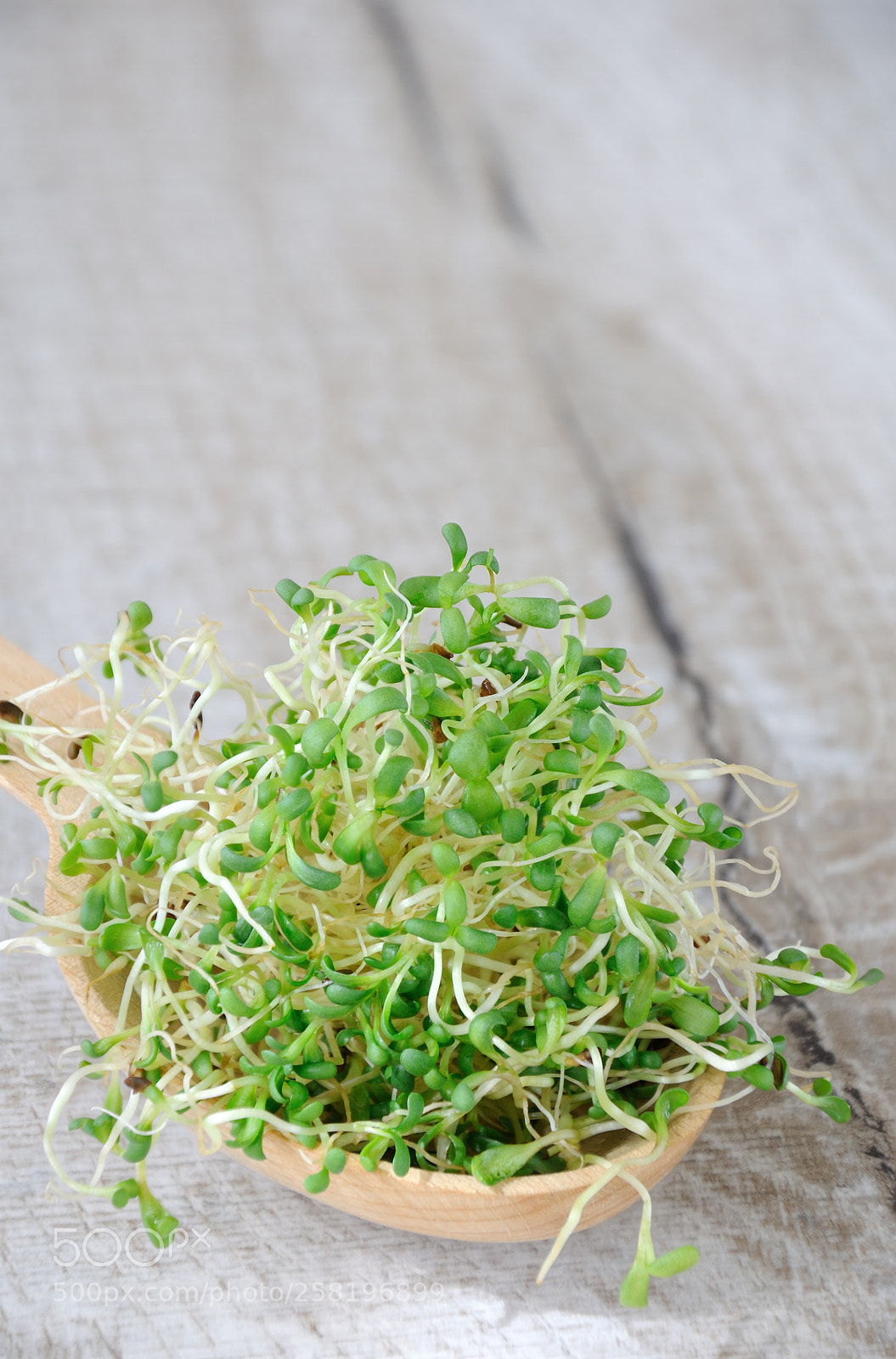 Nikon D90 sample photo. Sprouted alfalfa sprouts photography