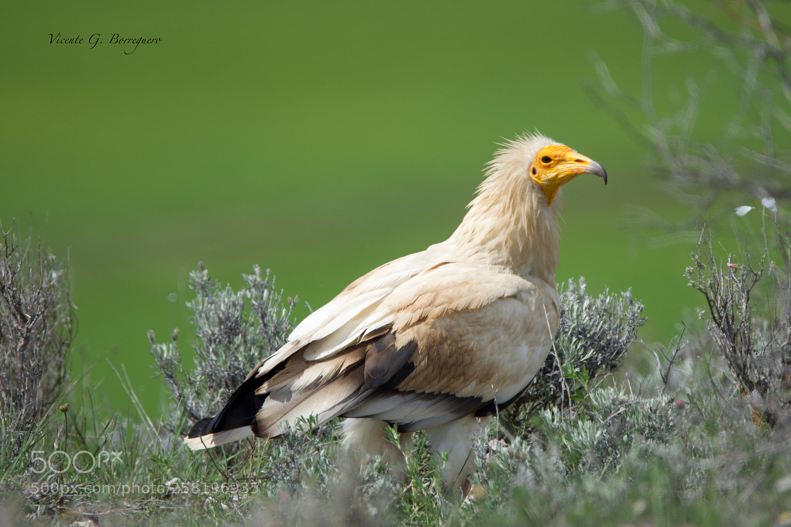 Nikon D7200 sample photo. Neophron percnopterus photography