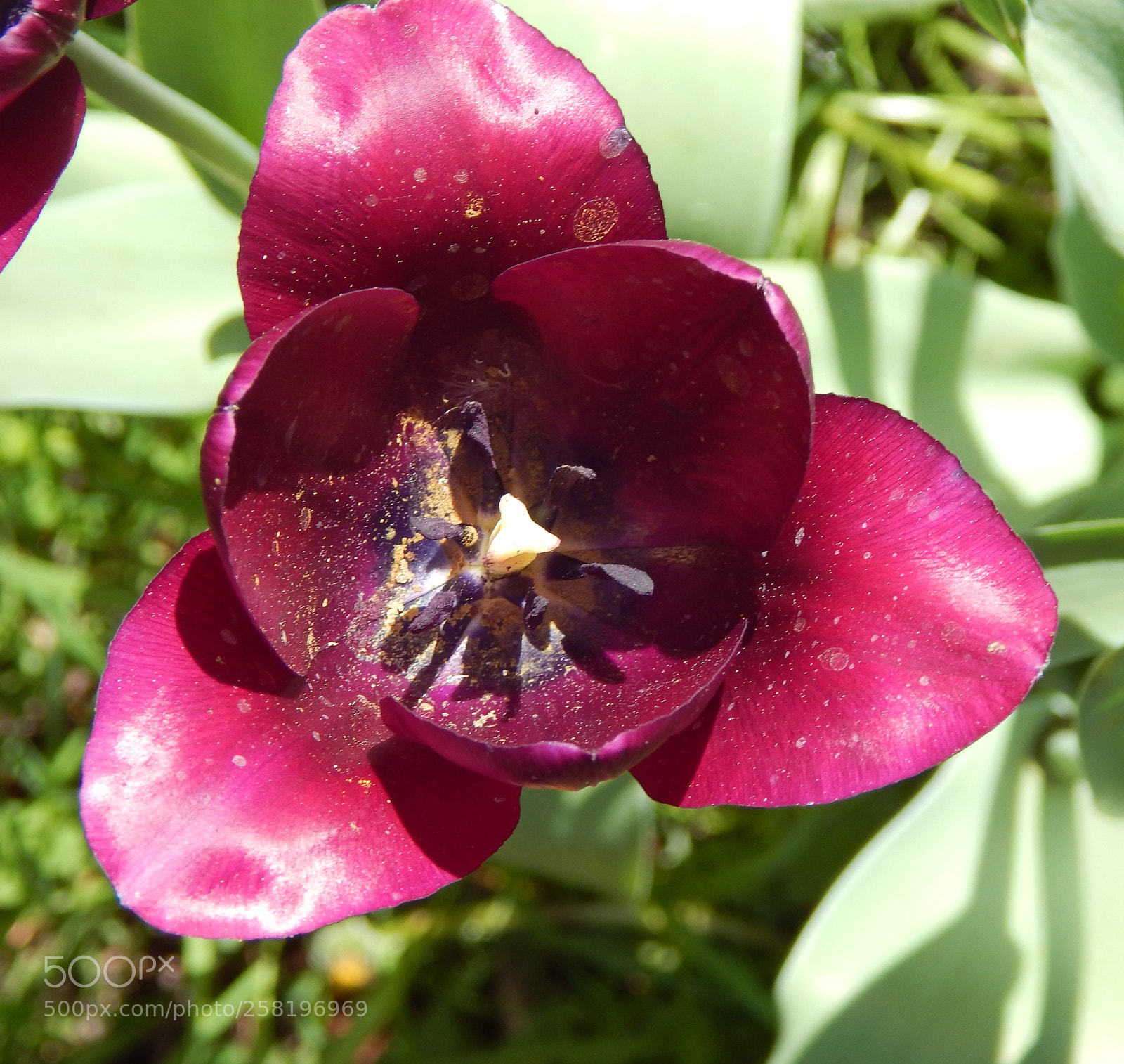 Nikon Coolpix L830 sample photo. Рurple tulip photography