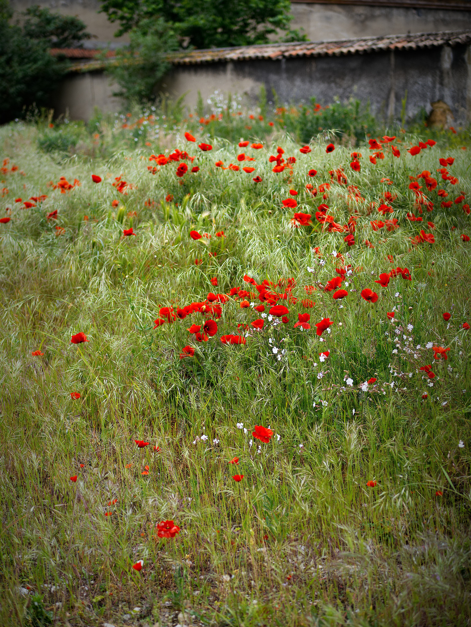 Panasonic Lumix DC-GX9 sample photo. Le printemps dans la ville photography