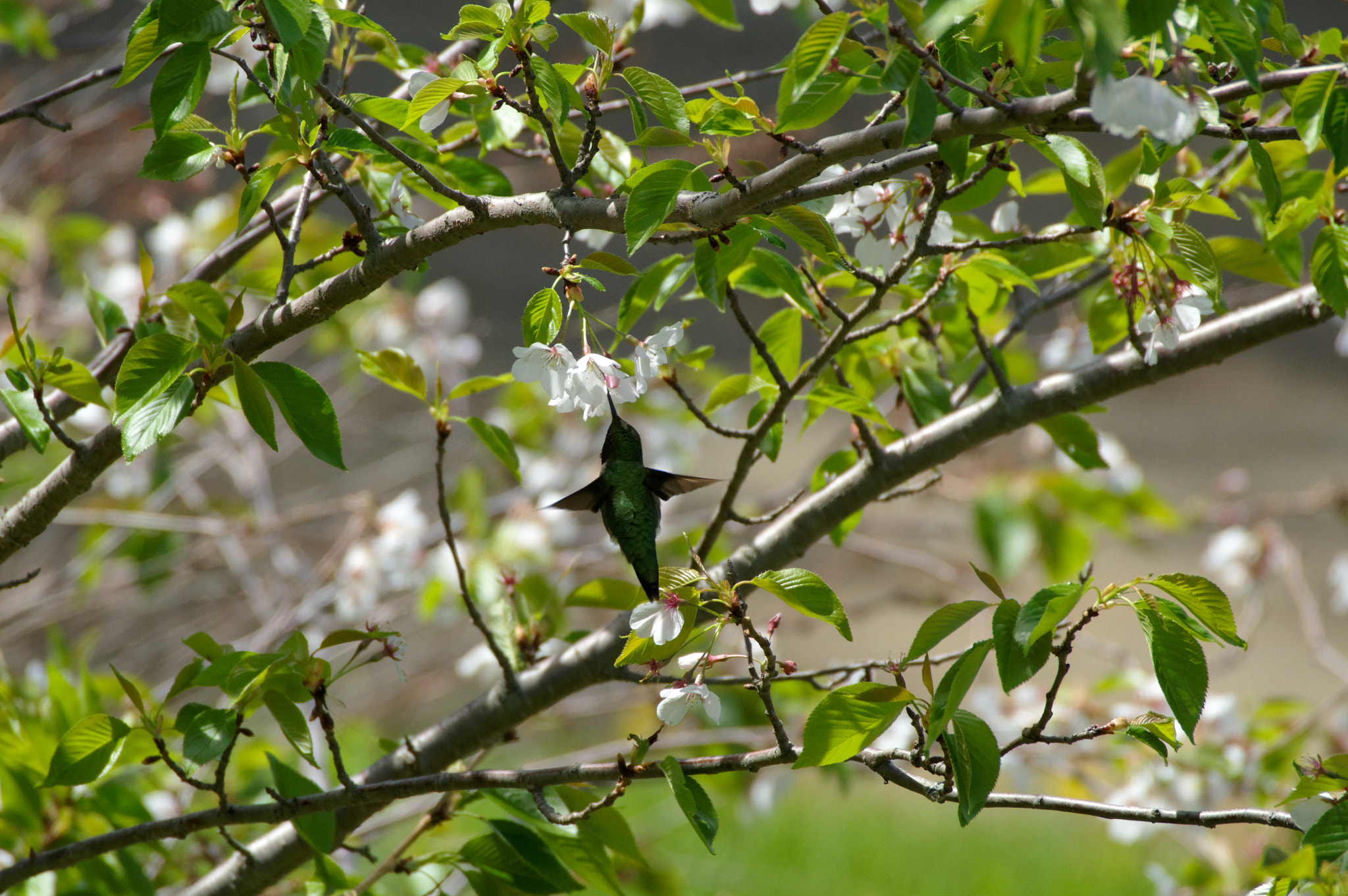 Pentax KP sample photo. Straight up for lunch photography