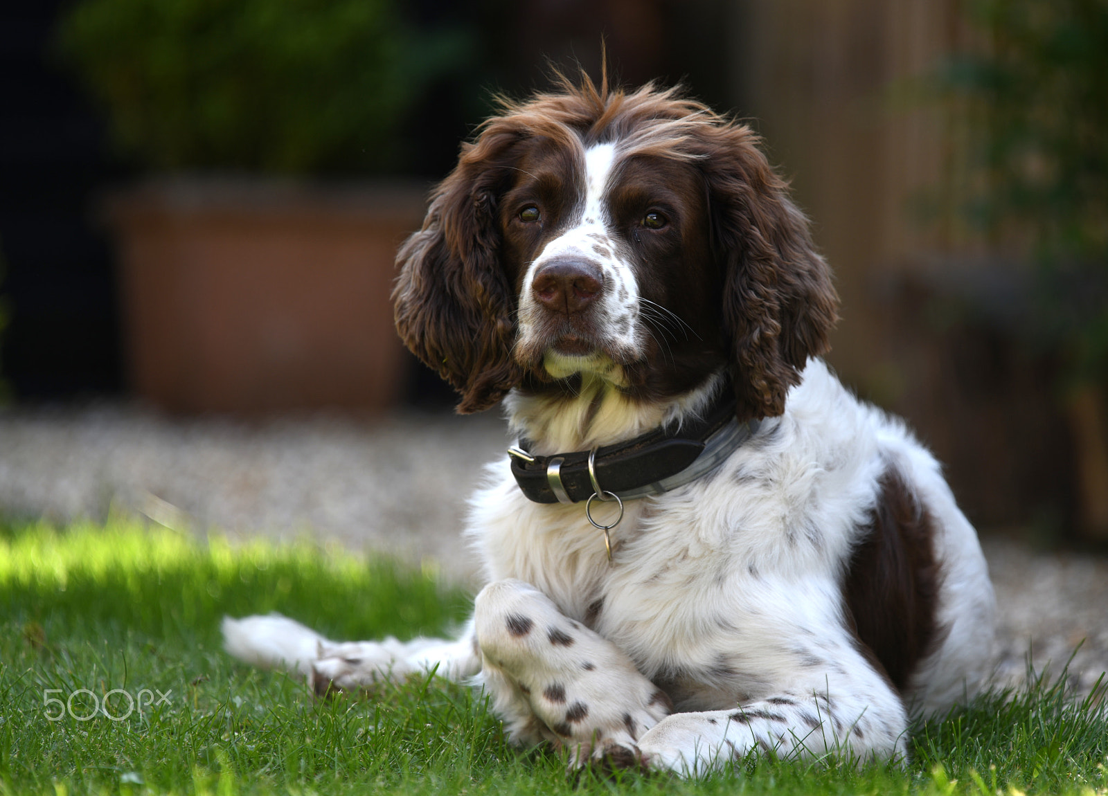 Nikon D850 sample photo. Alfie at home photography