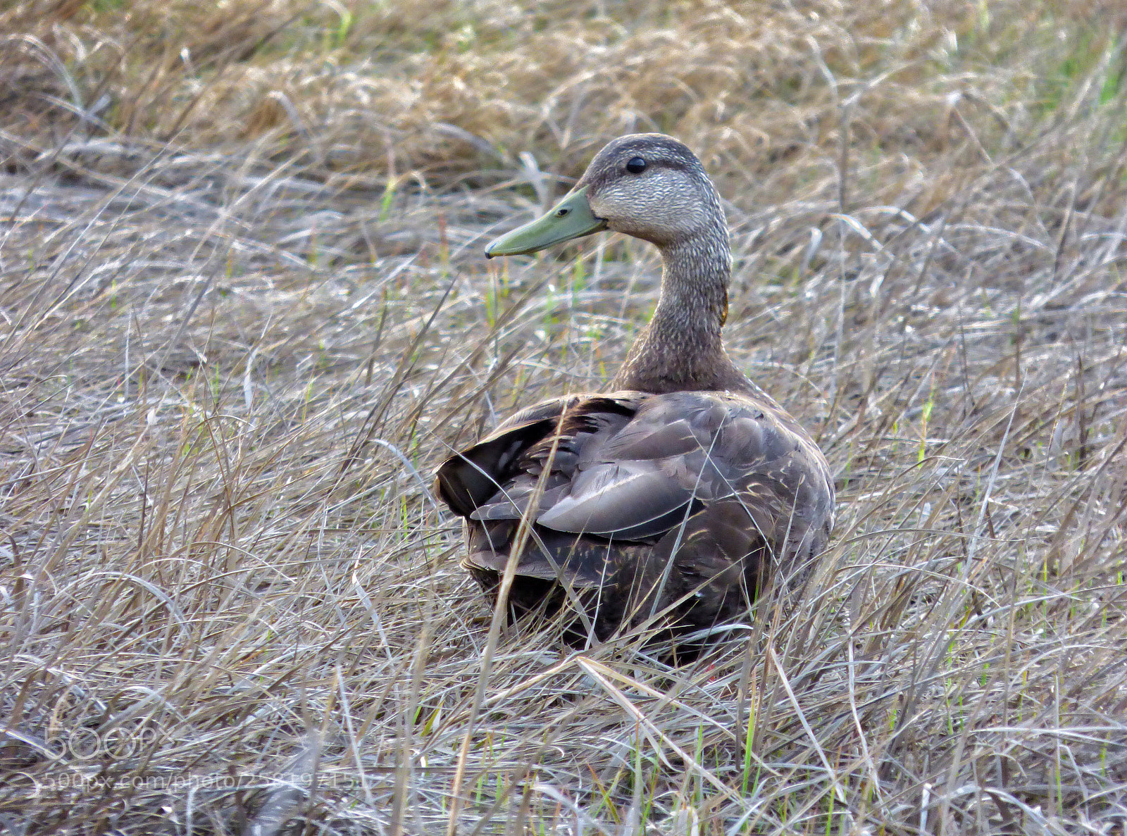 Panasonic Lumix DMC-FZ70 sample photo. American black duck photography