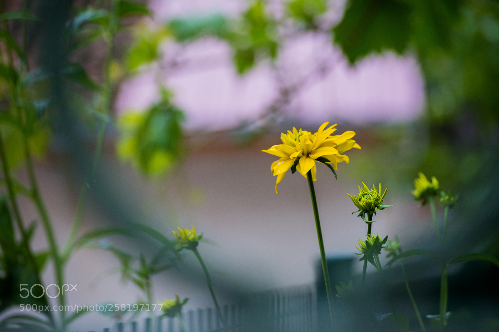 Nikon D5200 sample photo. Rüya photography
