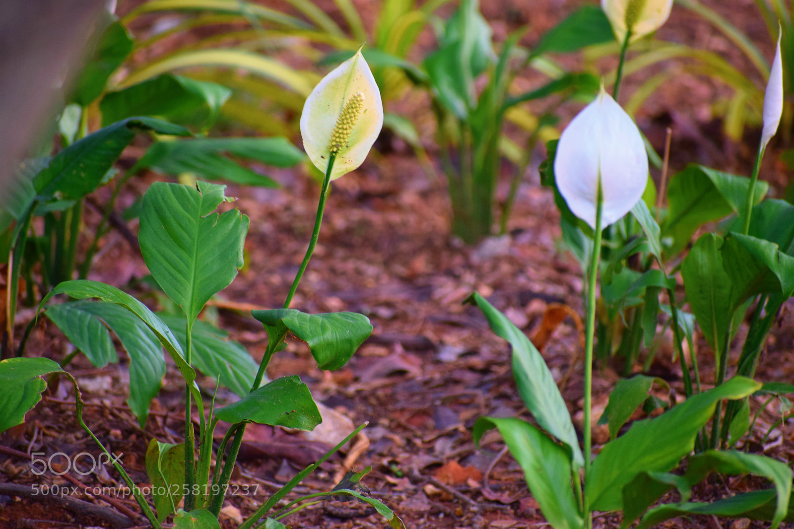 Nikon D5300 sample photo. Dsc photography