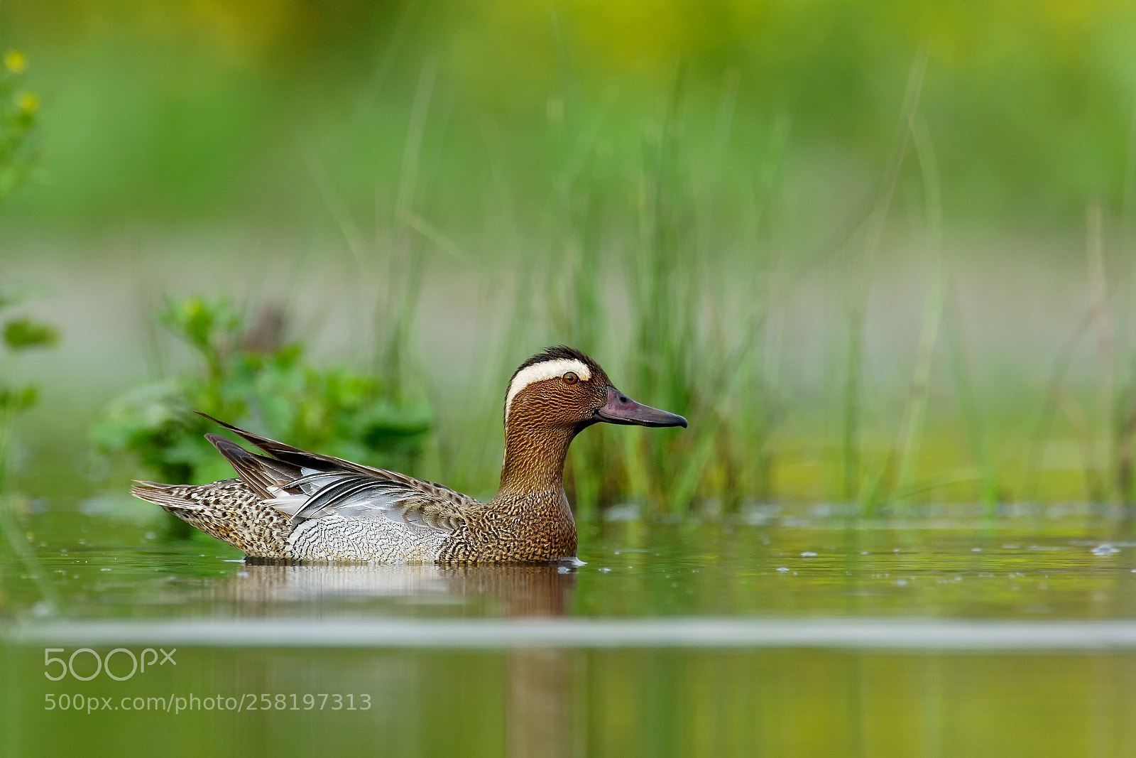 Sony ILCA-77M2 sample photo. Garganey / anas querquedula photography