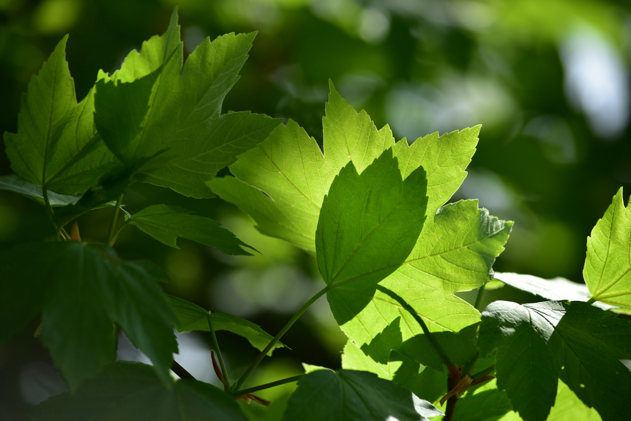Nikon D5500 sample photo. Jeu de lumière photography