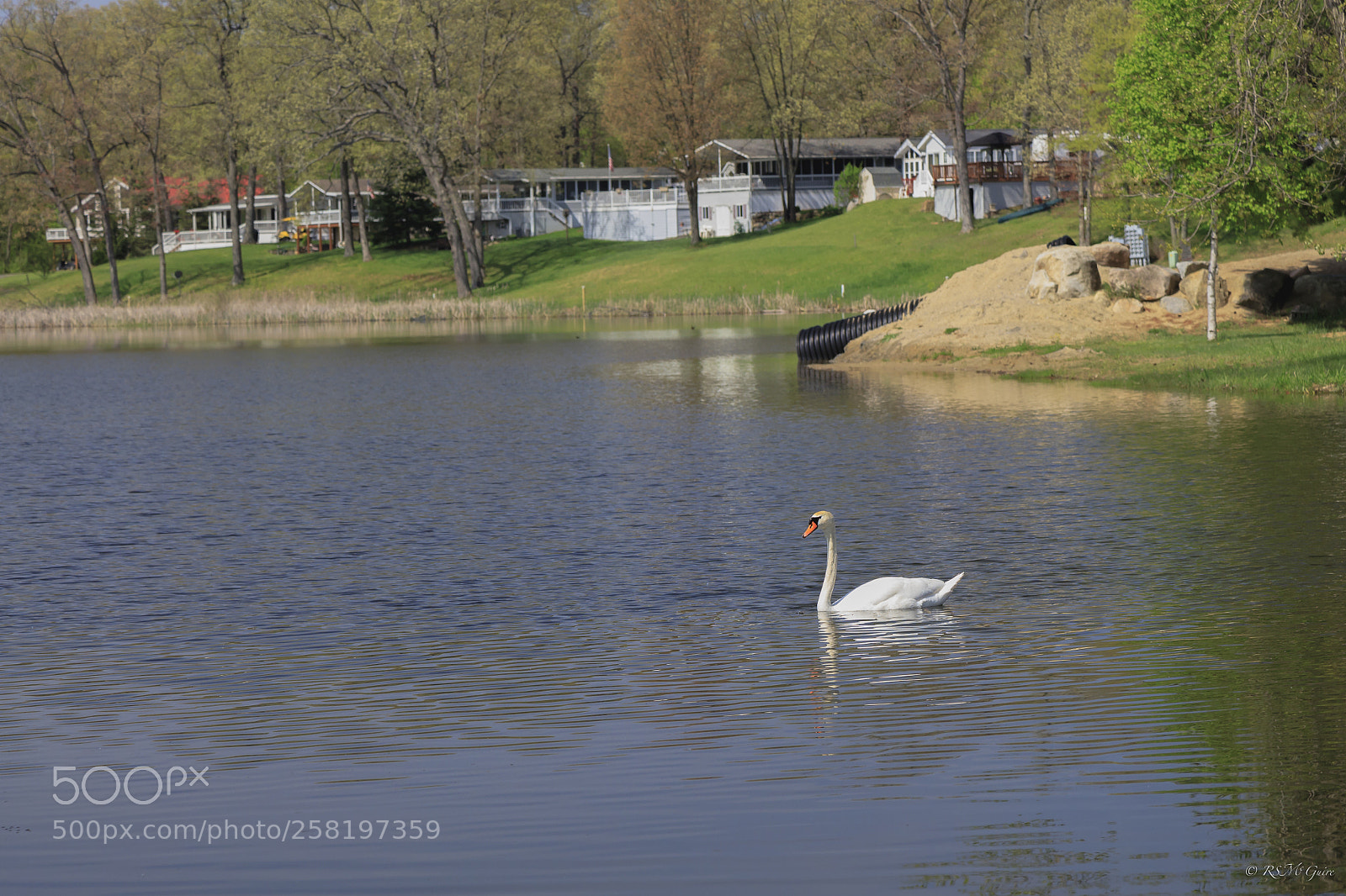 Canon EOS 6D Mark II sample photo. Swan photography