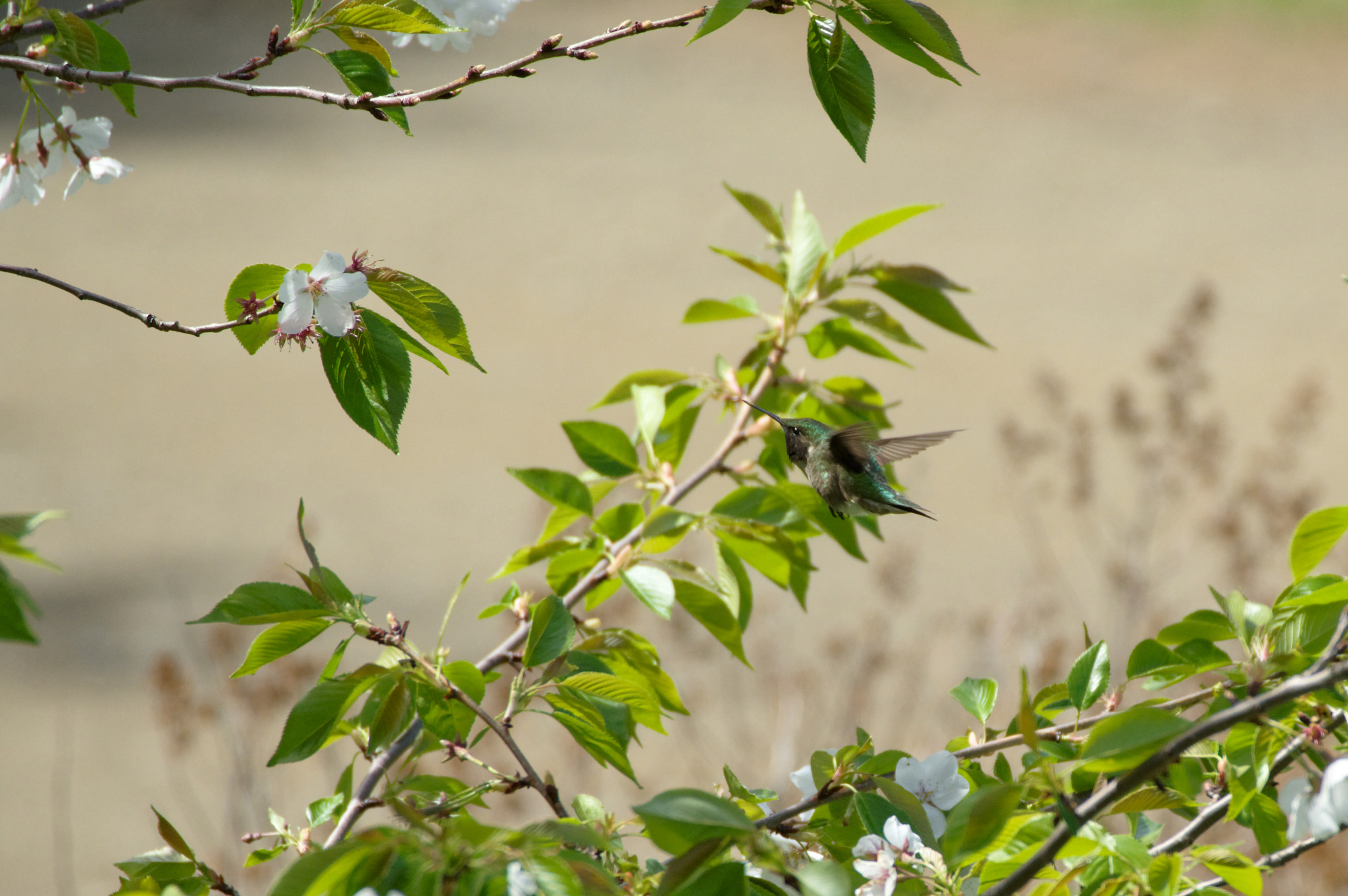 Pentax KP sample photo. Target sighted photography