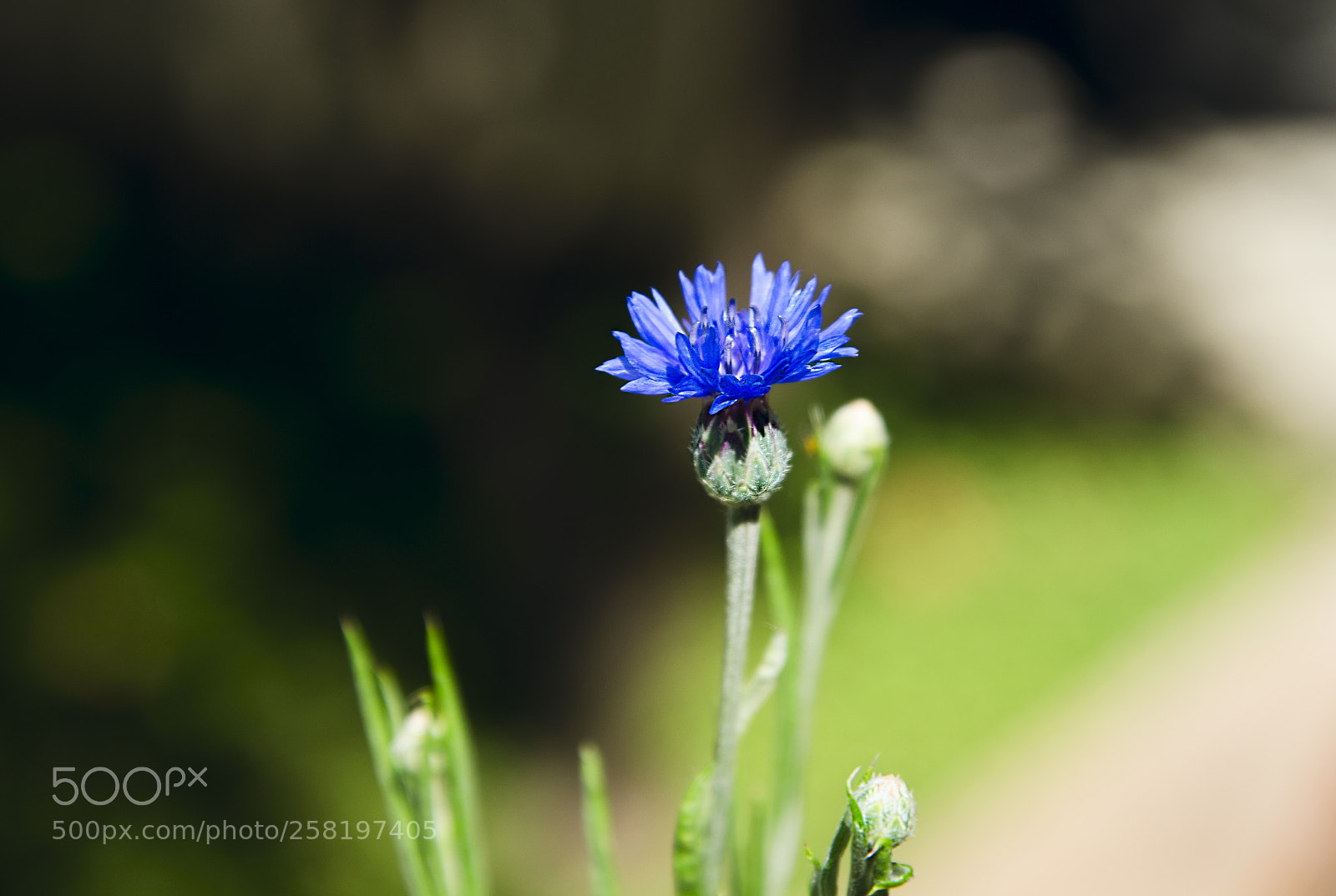 Nikon D7000 sample photo. Cornflower photography