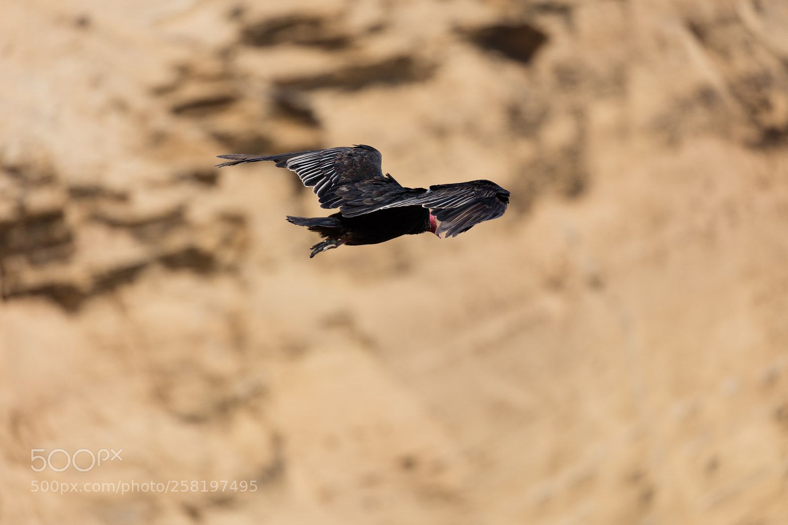 Canon EOS 5DS R sample photo. Andean condor in flight photography