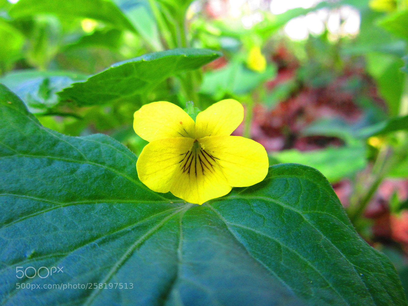 Canon PowerShot SX610 HS sample photo. Yellow violet photography