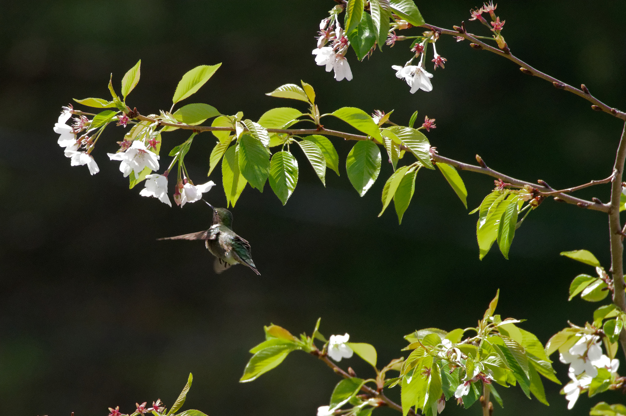 Pentax KP sample photo. Unfrozen wings photography