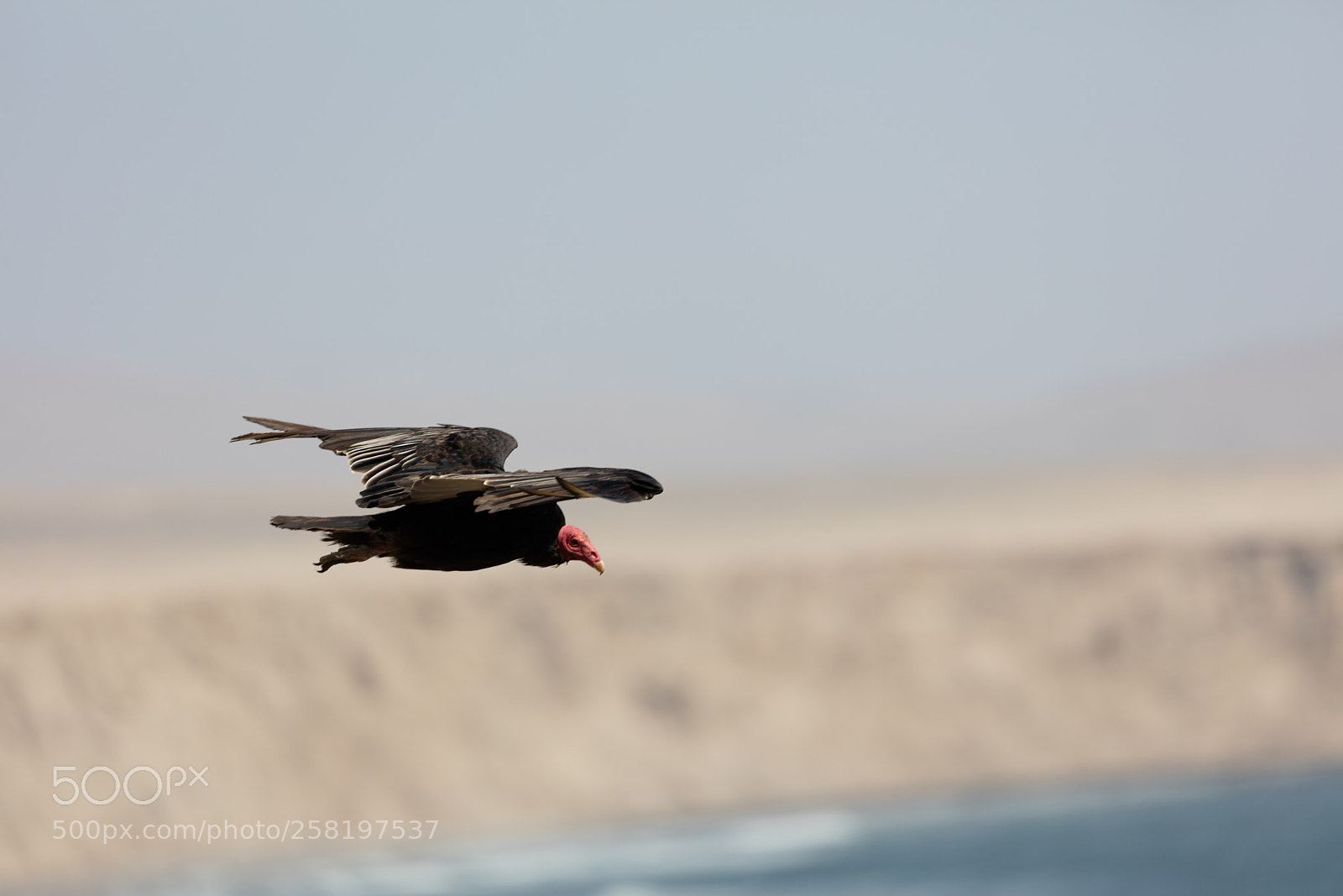 Canon EOS 5DS R sample photo. Andean condor in flight photography