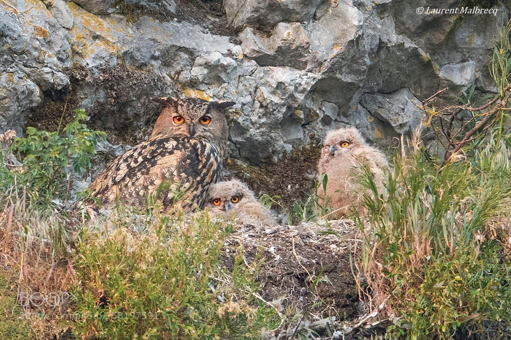Nikon D500 sample photo. Hibou grand duc photography