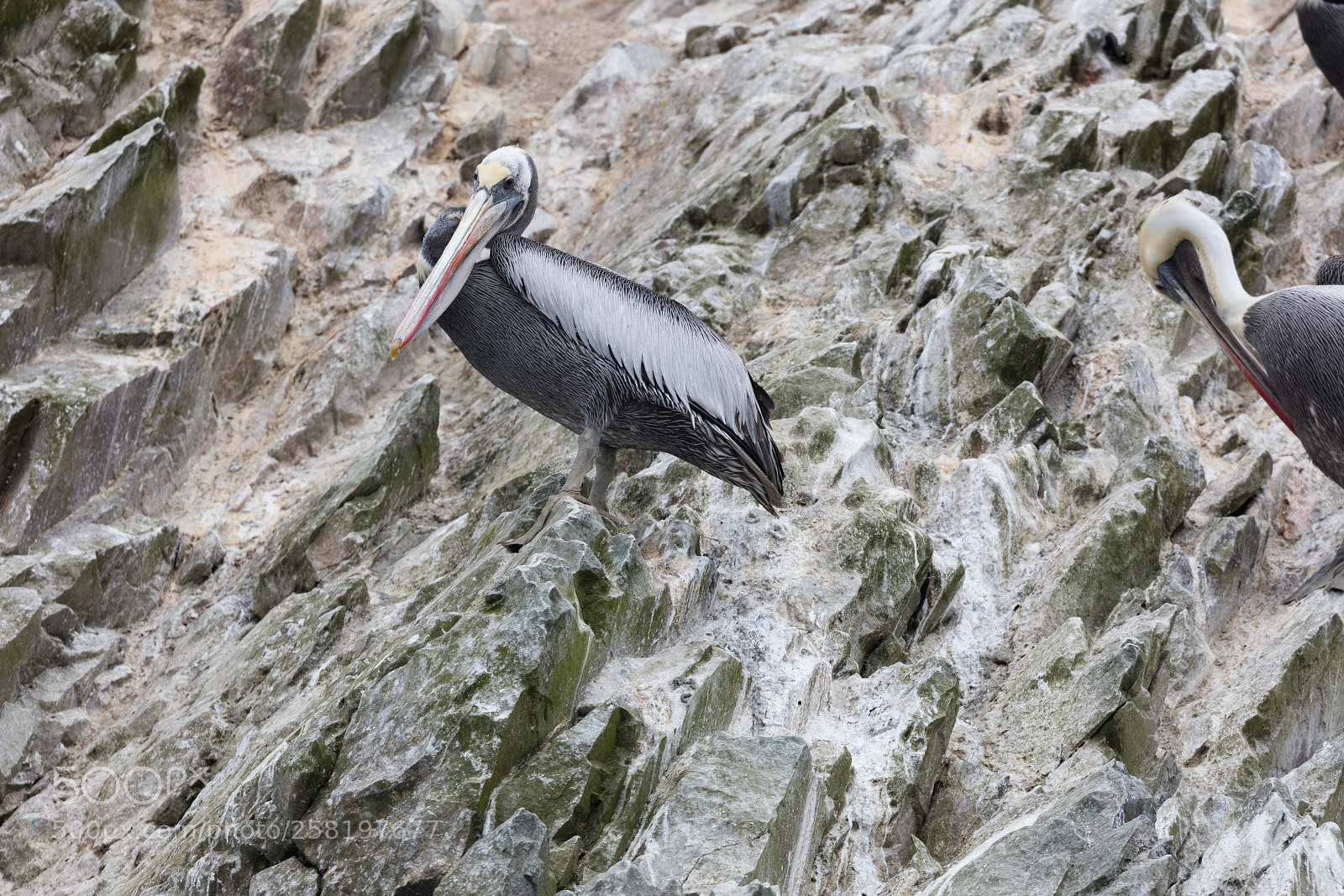 Canon EOS 5DS R sample photo. Ballestas islands, perù photography