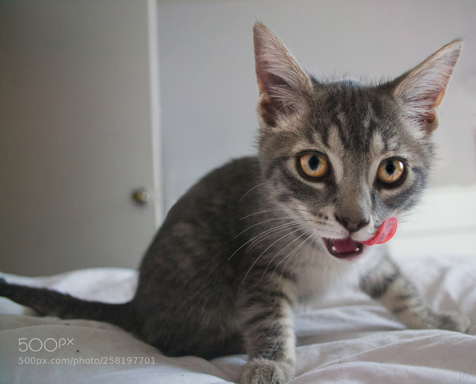 Nikon D3100 sample photo. Animal photography