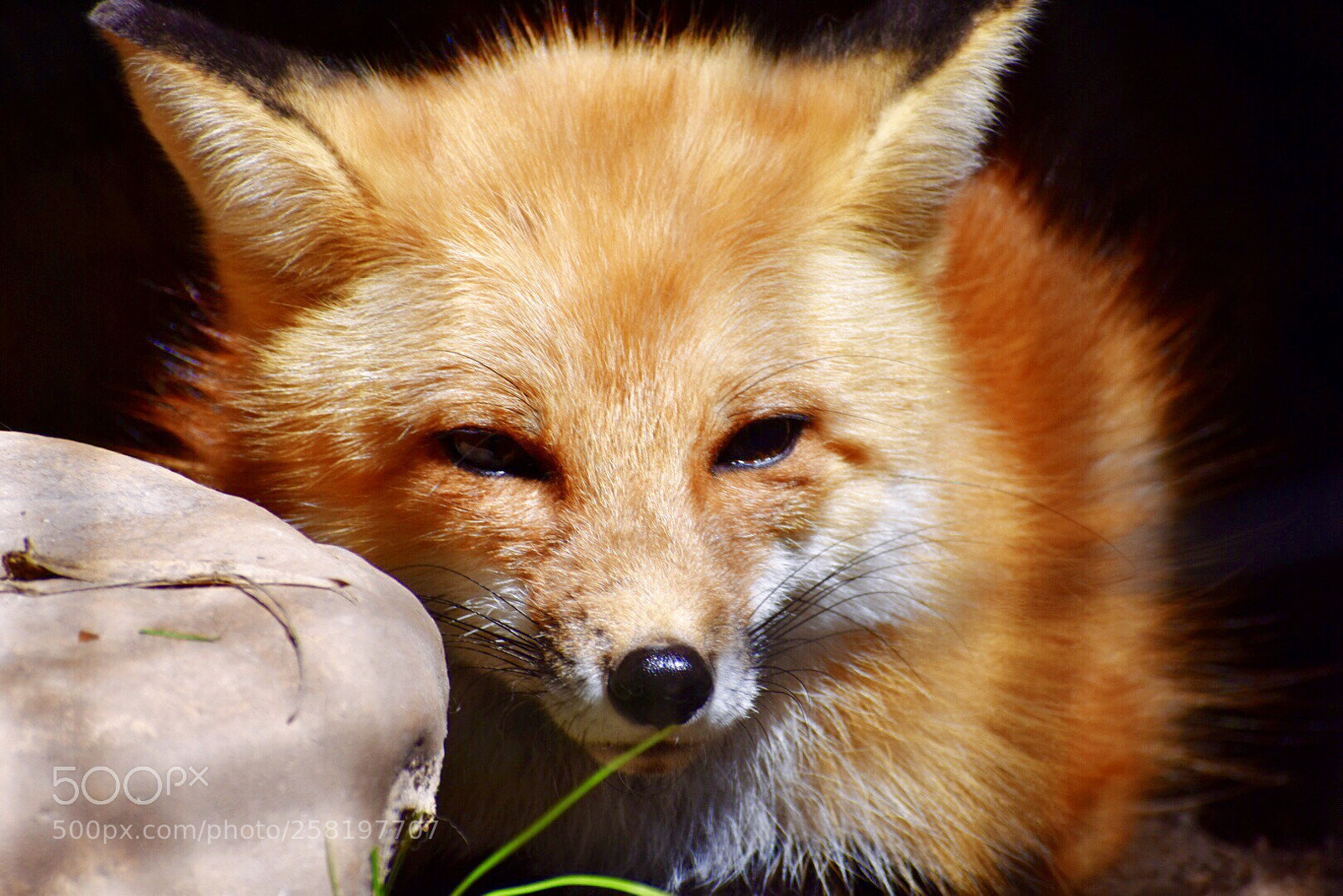 Nikon D3400 sample photo. Red fox photography