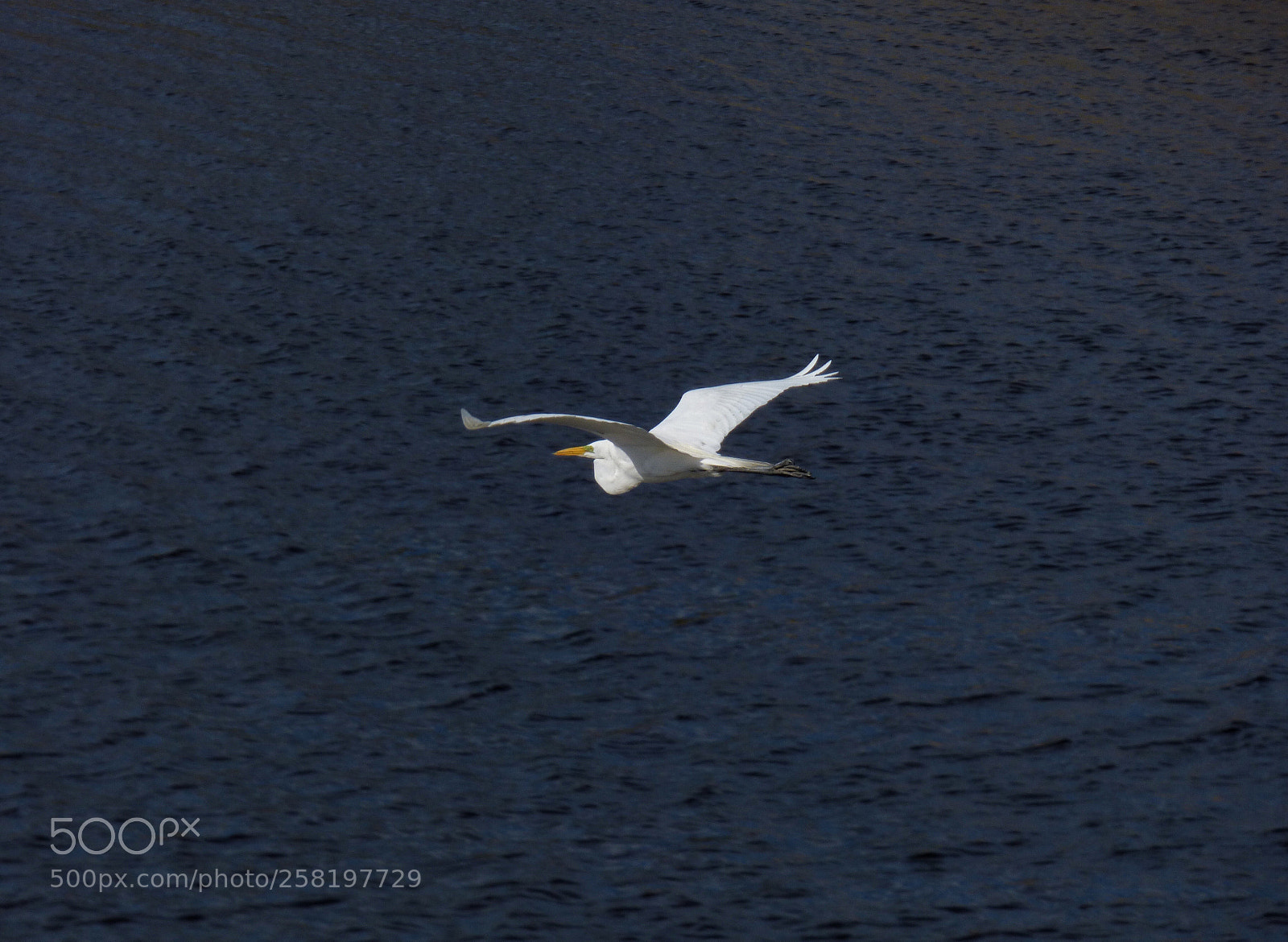 Panasonic Lumix DMC-FZ70 sample photo. Great egret photography