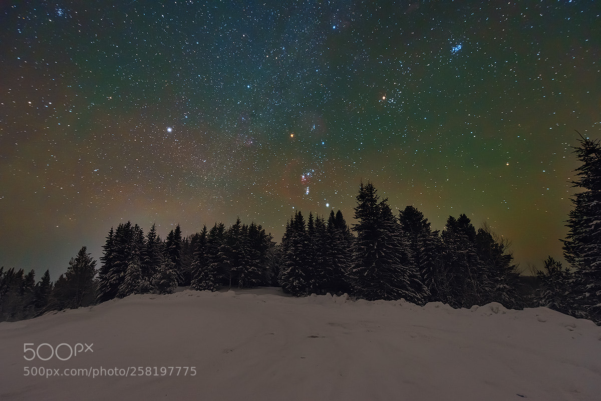 Nikon D600 sample photo. Orion walked over the photography