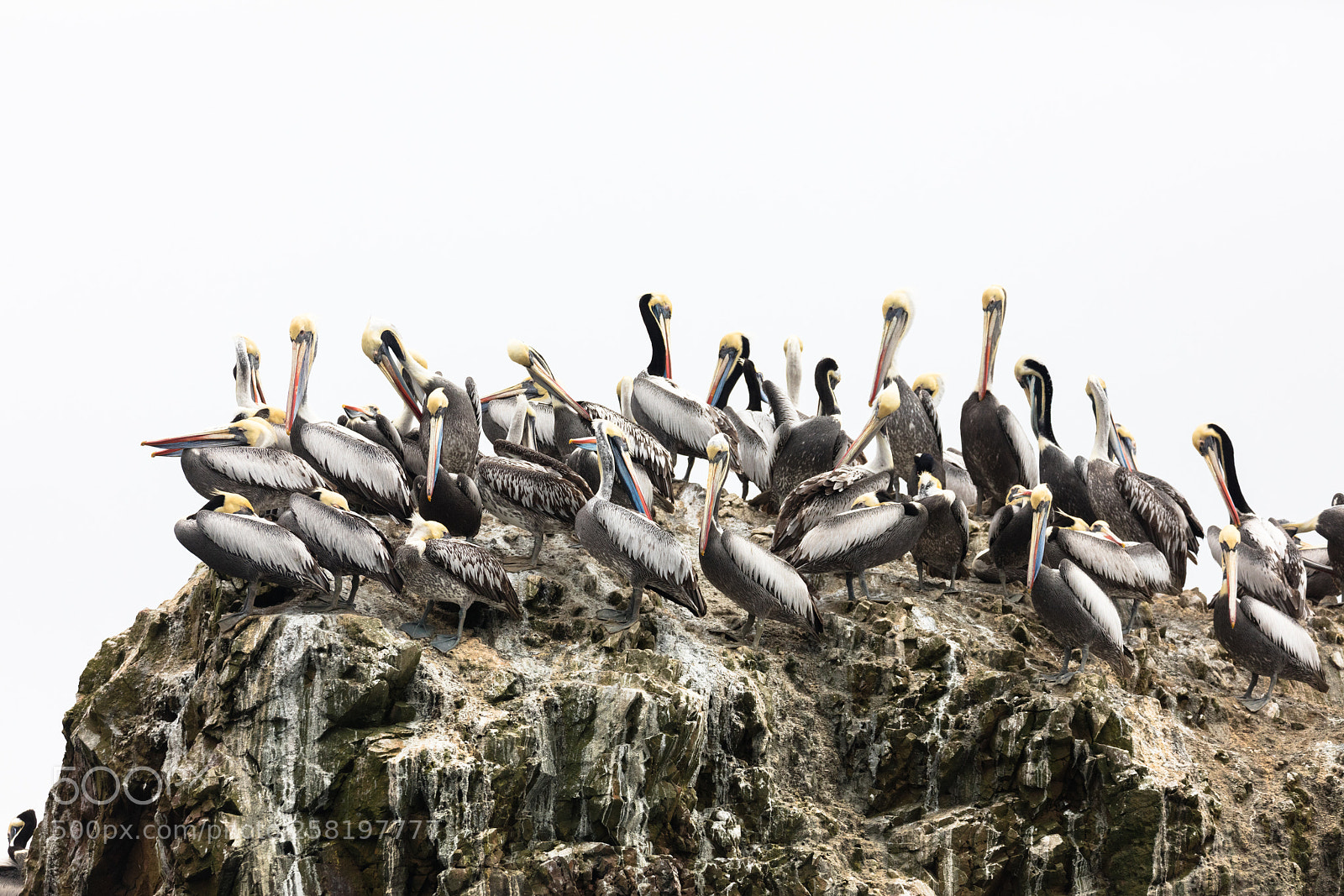 Canon EOS 5DS R sample photo. Ballestas islands, perù photography
